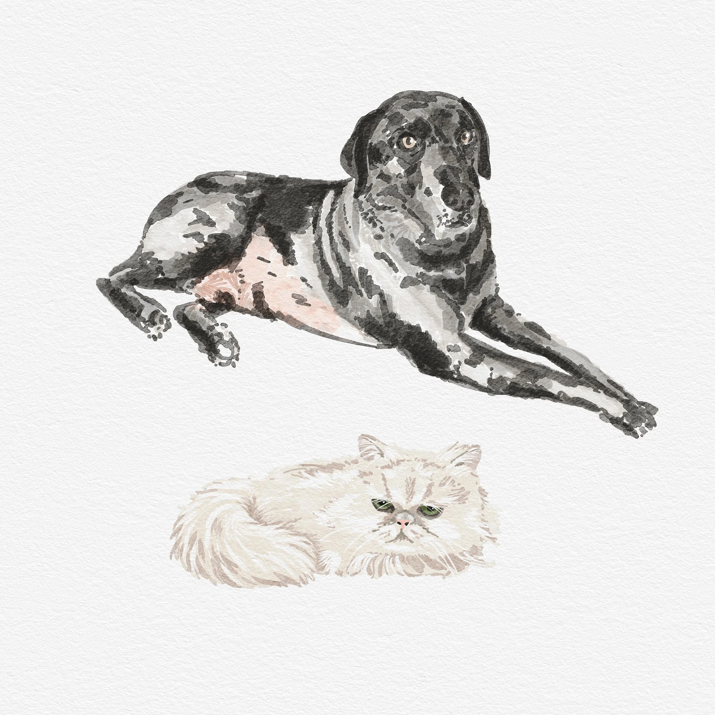 Cat and dog.jpg