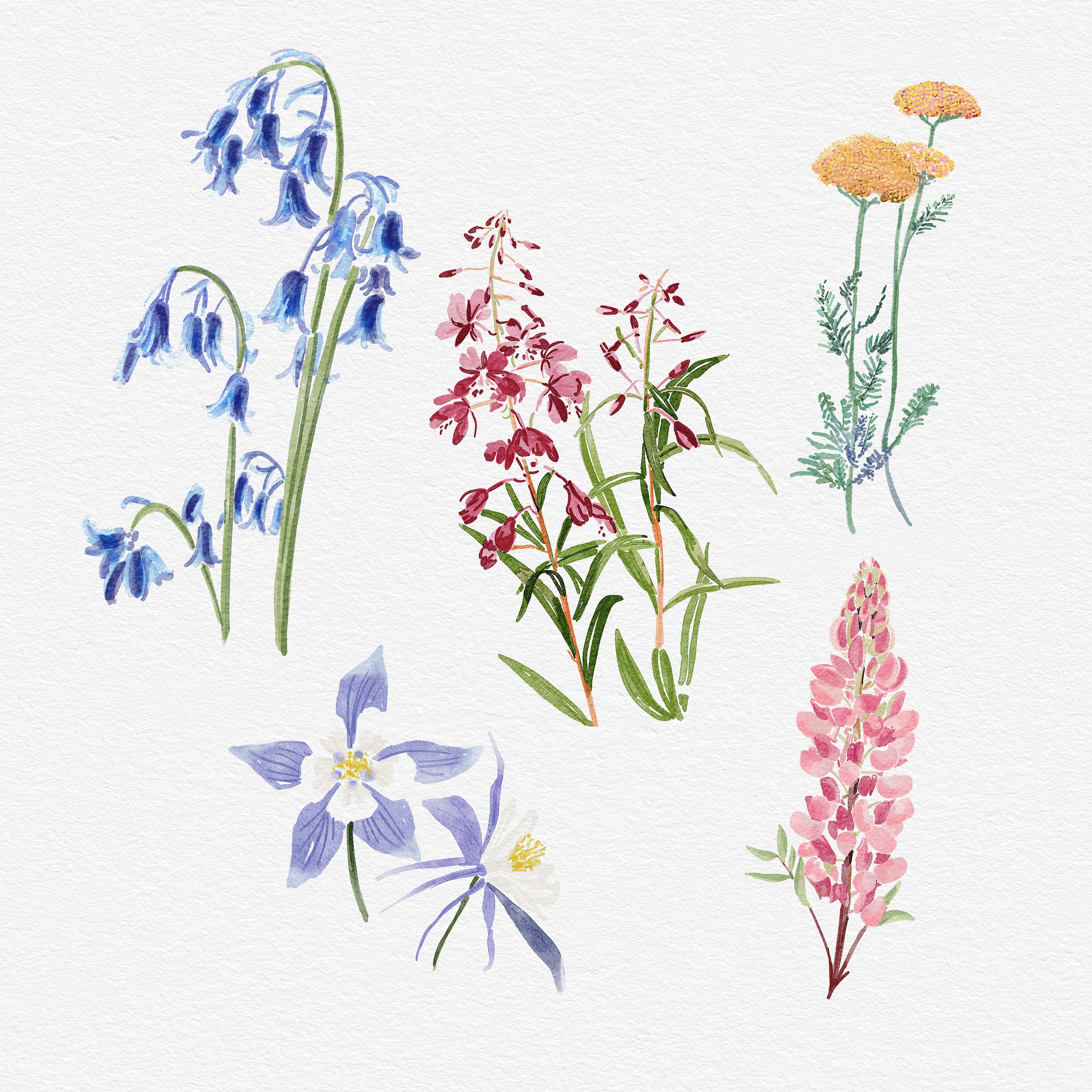 Wildflowers.jpg