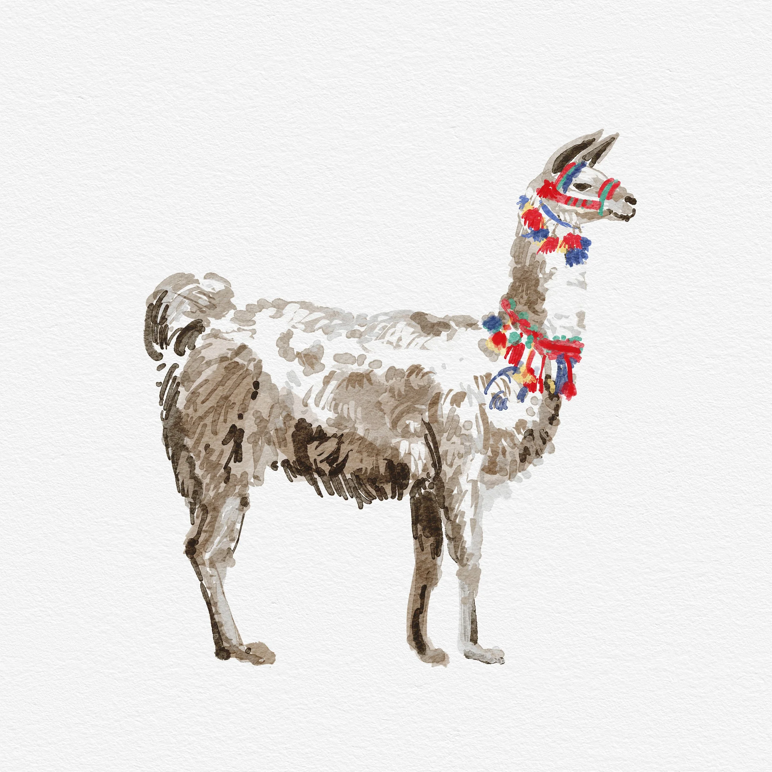 LLama.jpg