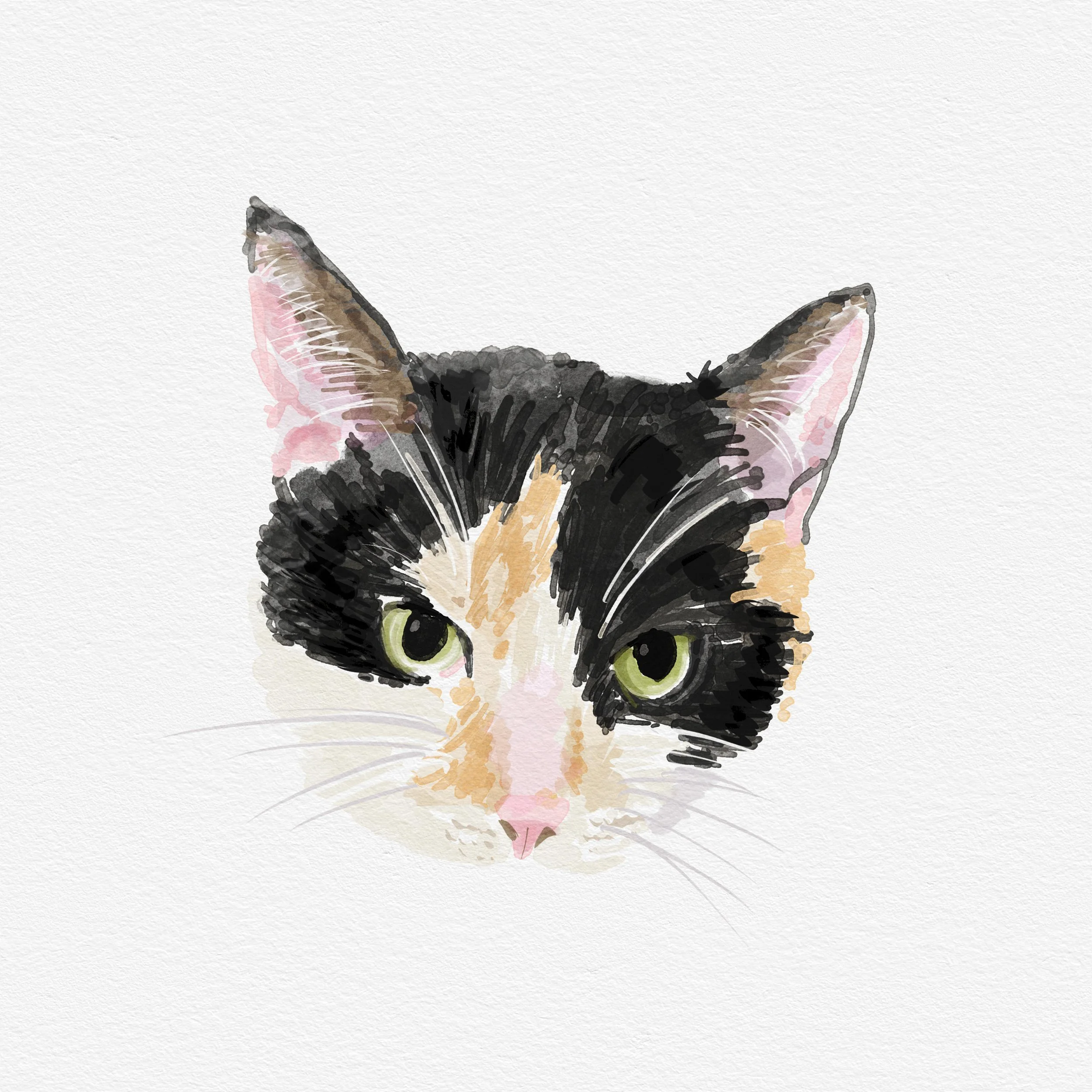 Pai Cat.jpg