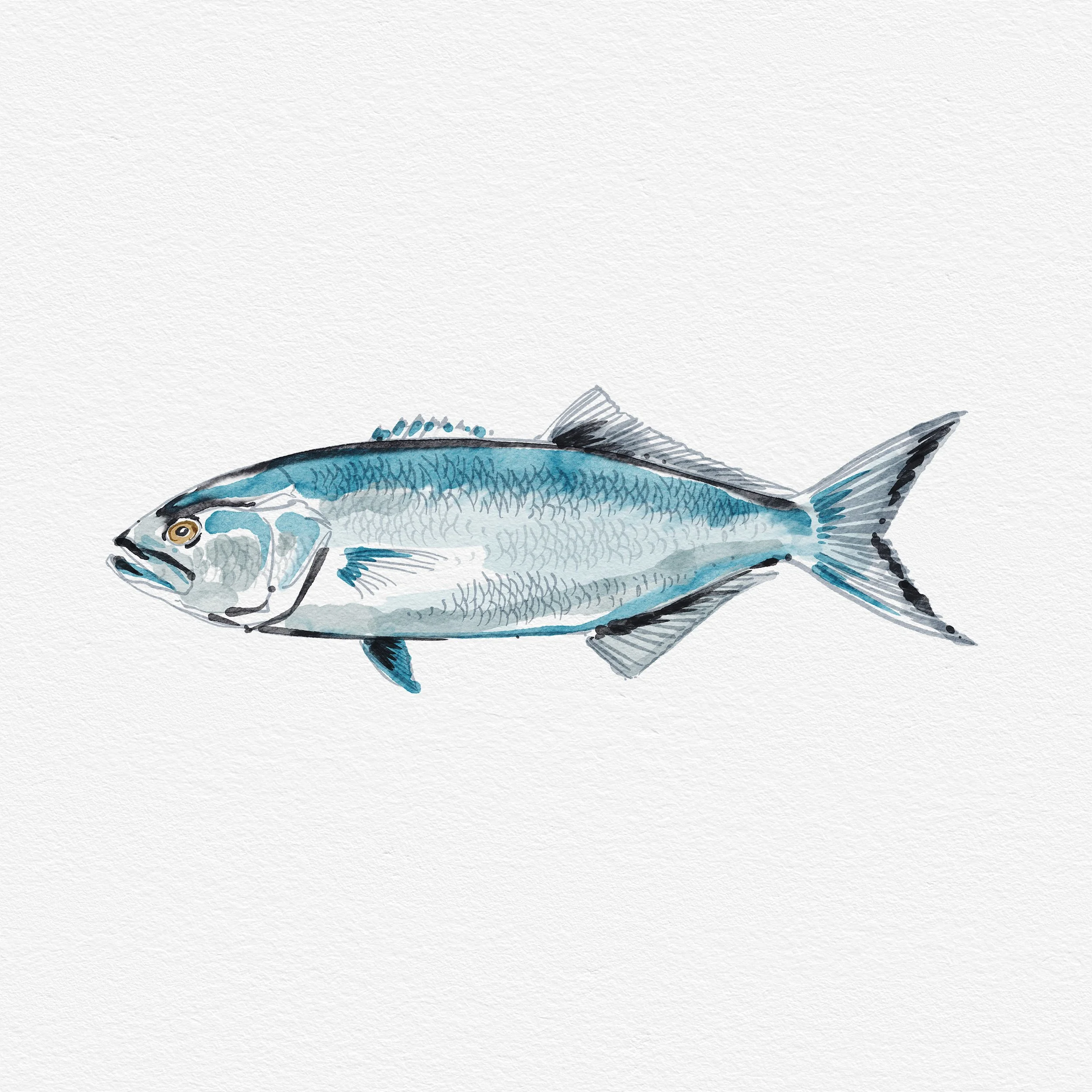 Fish.jpg