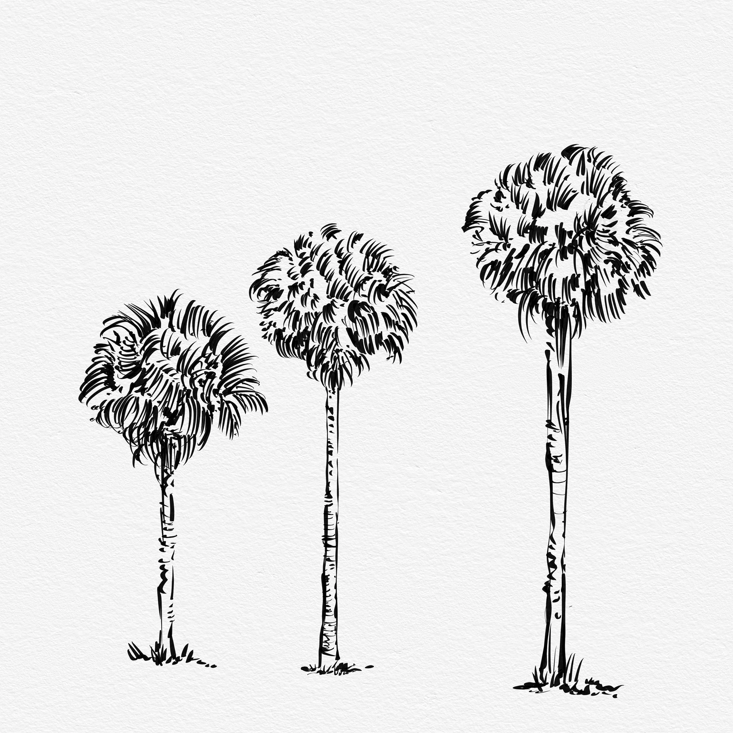 3palm trees.jpg