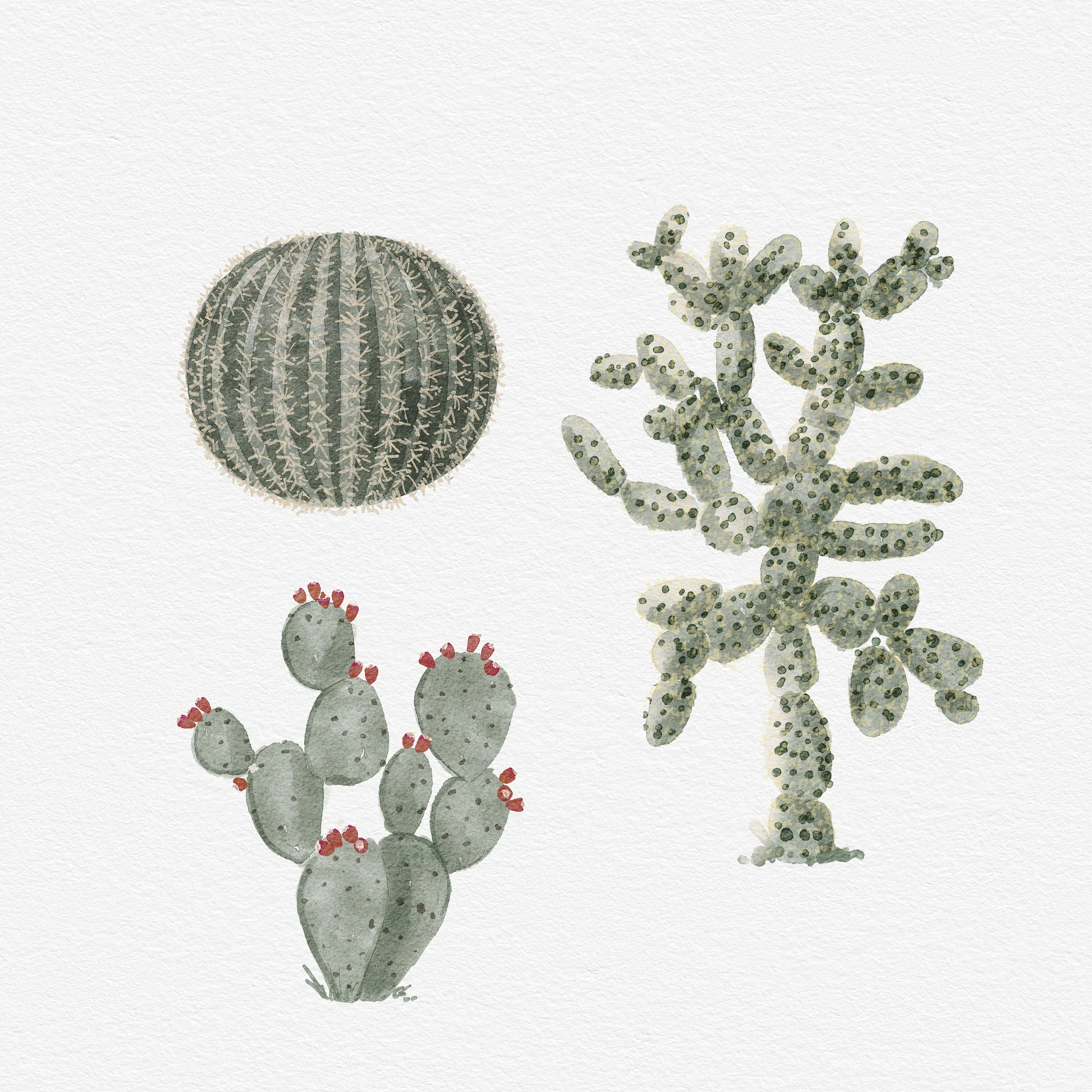 Cactus Coll.jpg