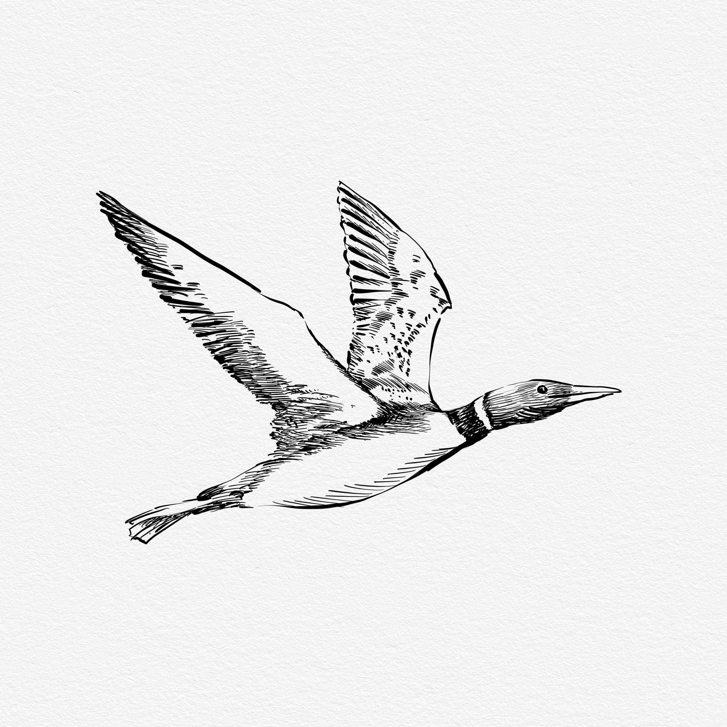 Loon