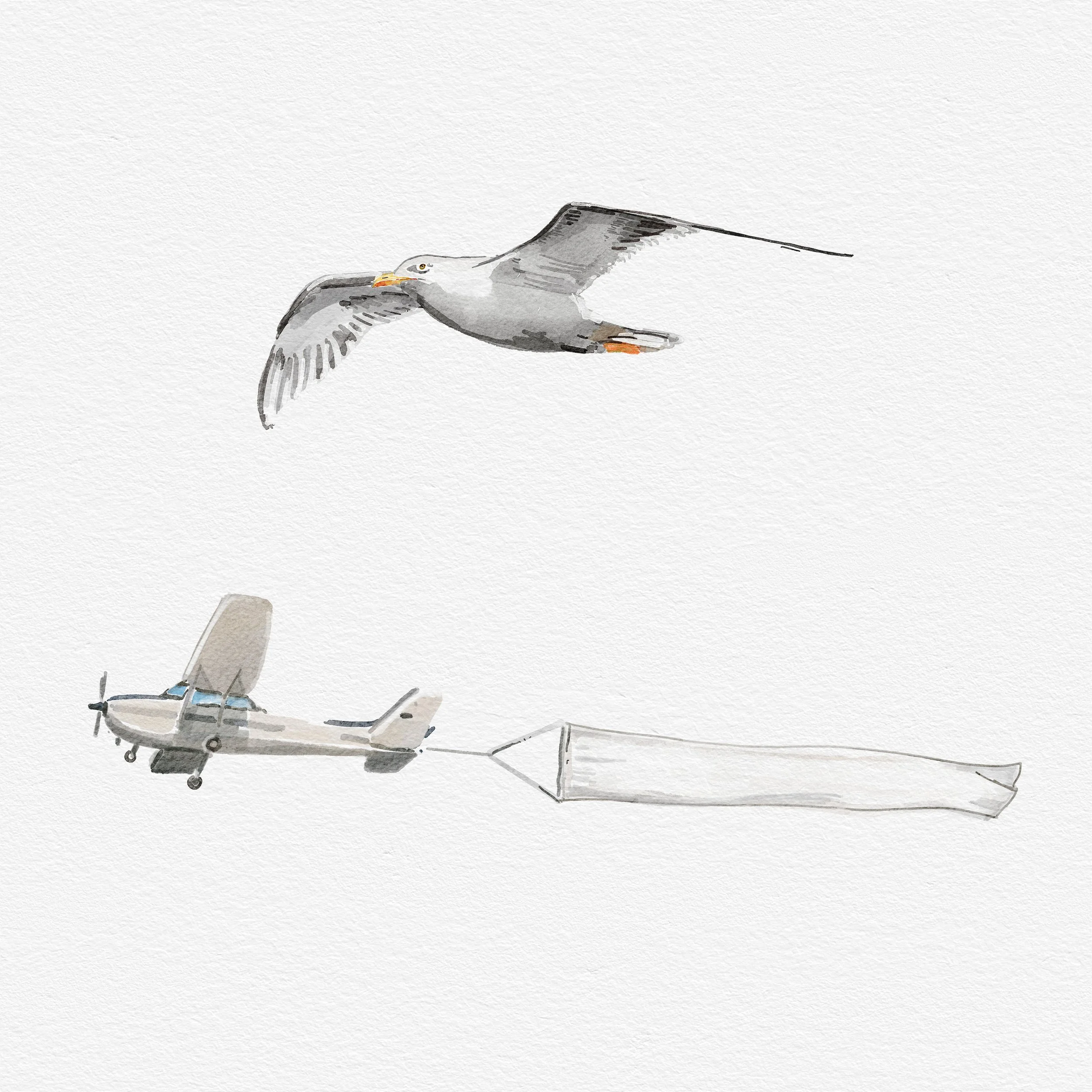 airplane and seagull.jpg