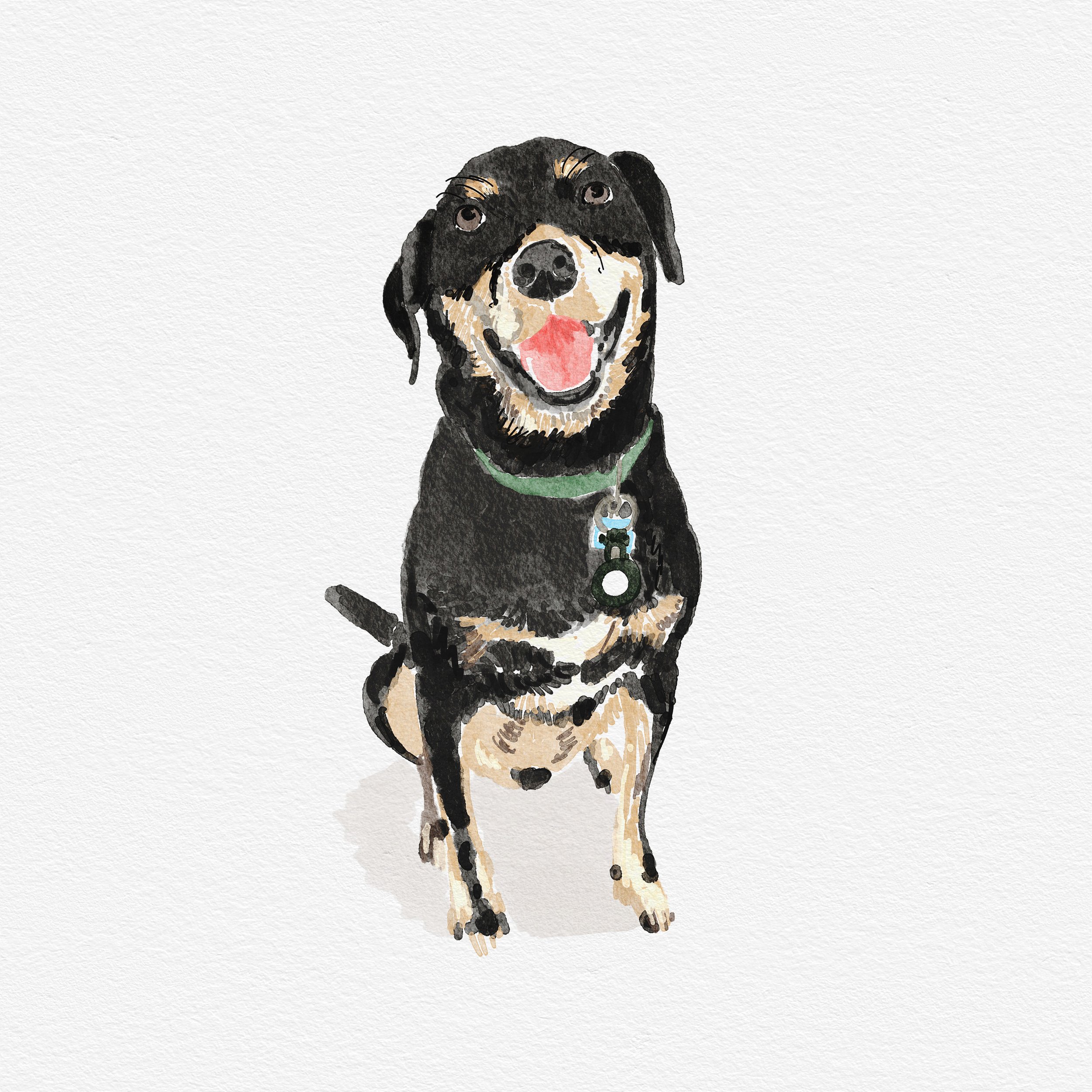 Black pup.jpg