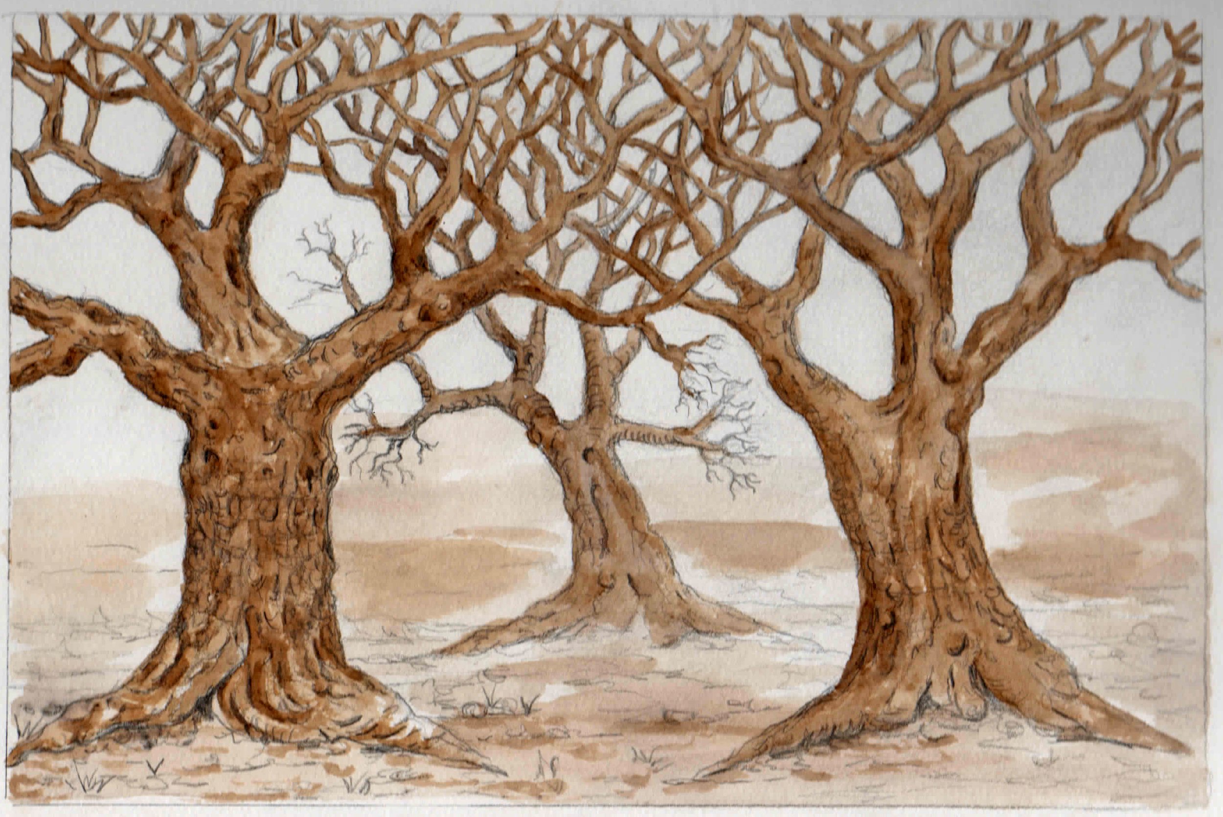 coffee painting of group of bare trees printed on greeting card