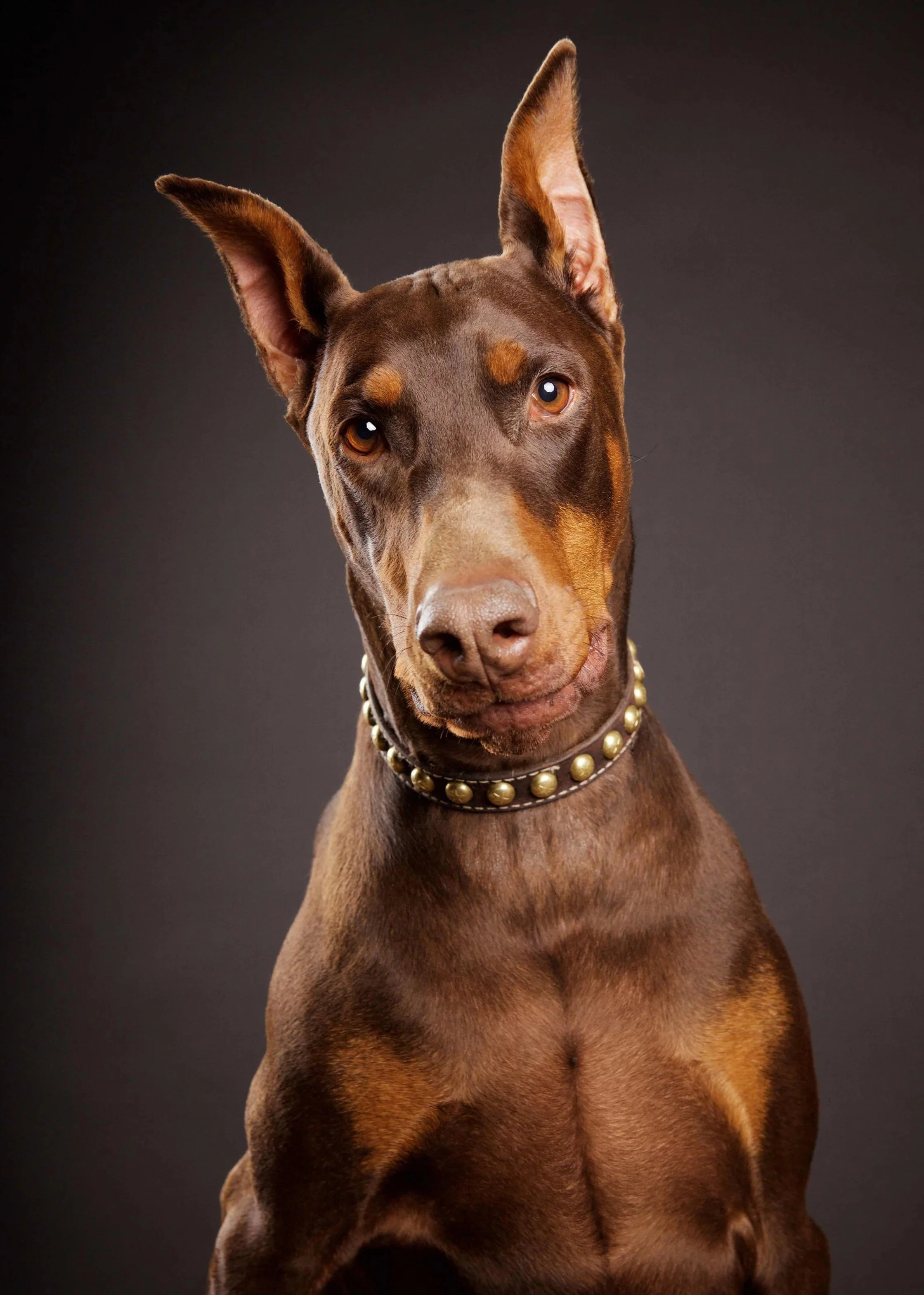 Brown Doberman
