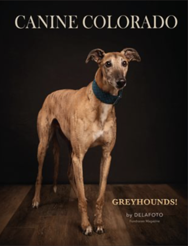 greyhounds