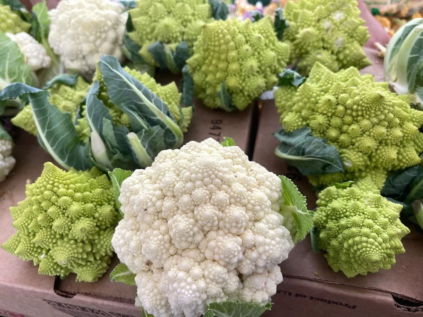 Meet the Romanesco&rsquo;s. &ldquo;Vernonica&rdquo; has delicious nutty flavor chartreuse fractals &amp; &ldquo;Whitaker&rdquo; beautiful creamy white fractals.  Now in season.  Order a Weiser farm box online for pick up @Rowdtla Weiser Farms Thursda