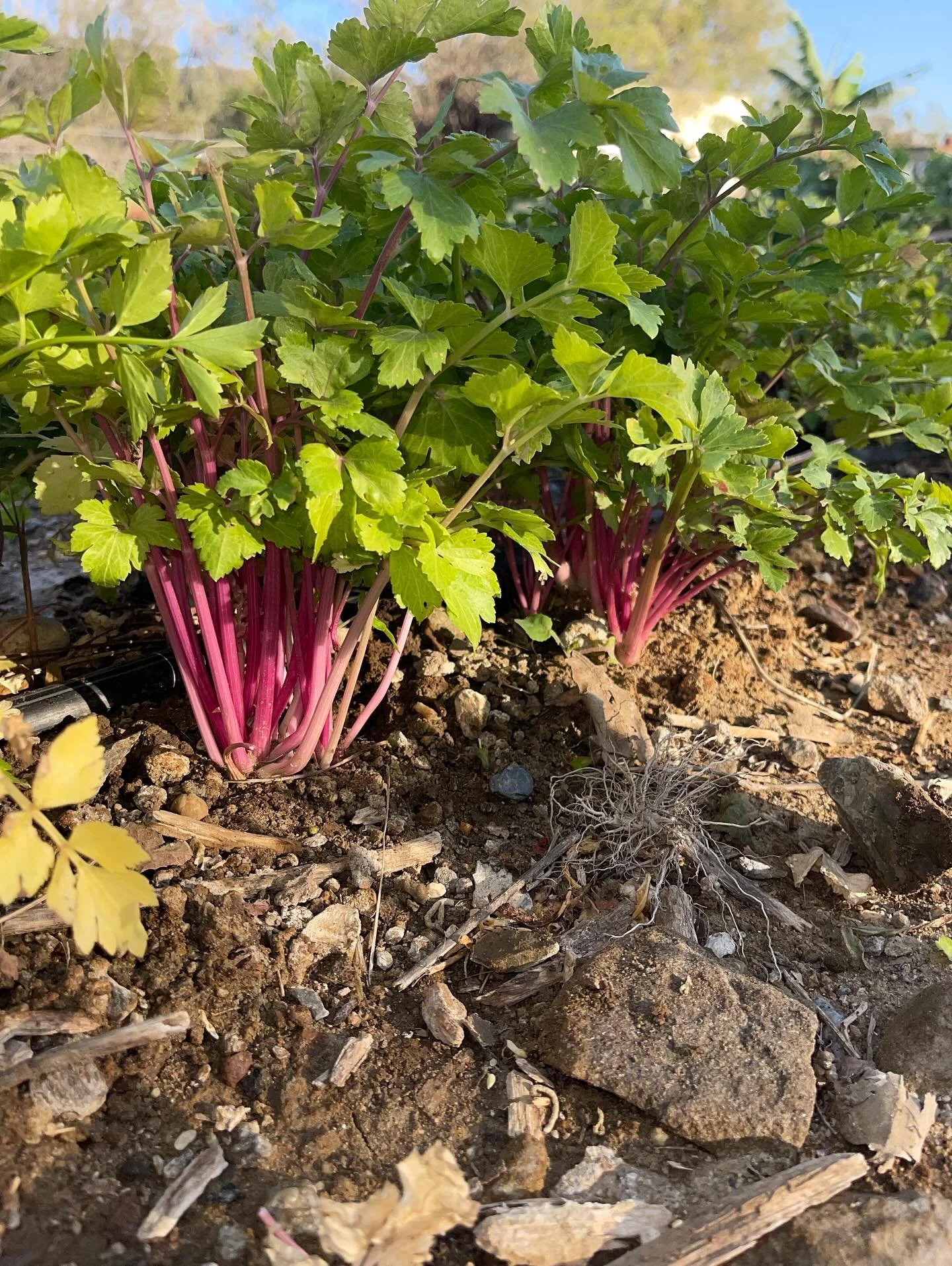 Pink &ldquo;cutting celery&rdquo;. Bubblegum-pink slender stalks, slightly sweet, high aroma.  Great flavorful herb,  used in stir fries, soups , and salads.