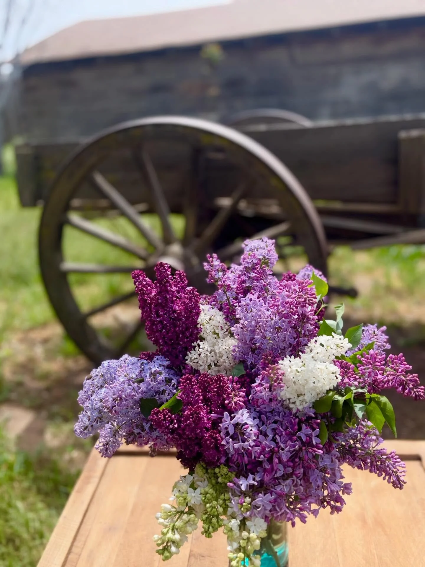 Lilacs!💜💜💜Spring has started real early this year.  Crazy! 👨🏻&zwj;🌾🤪💜. Photo by Jon Hammond #tehachapi  #lilac #weiserfamilyfarm #spring