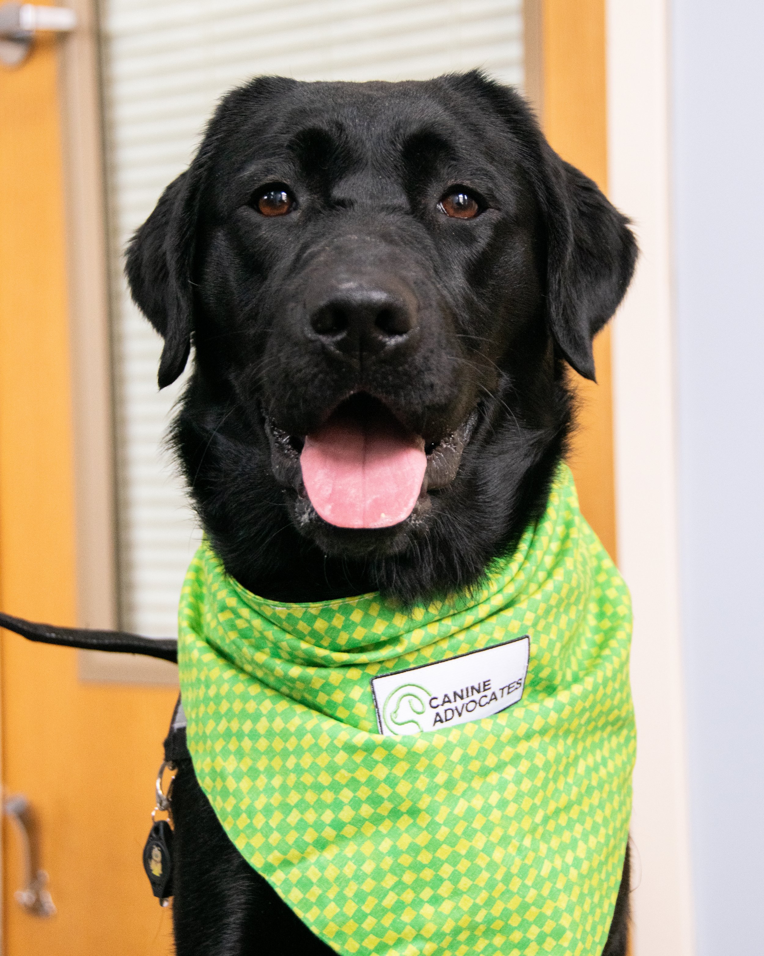 Certified to Comfort: Facility Dog Basil Passes Testing and Begins Her Work