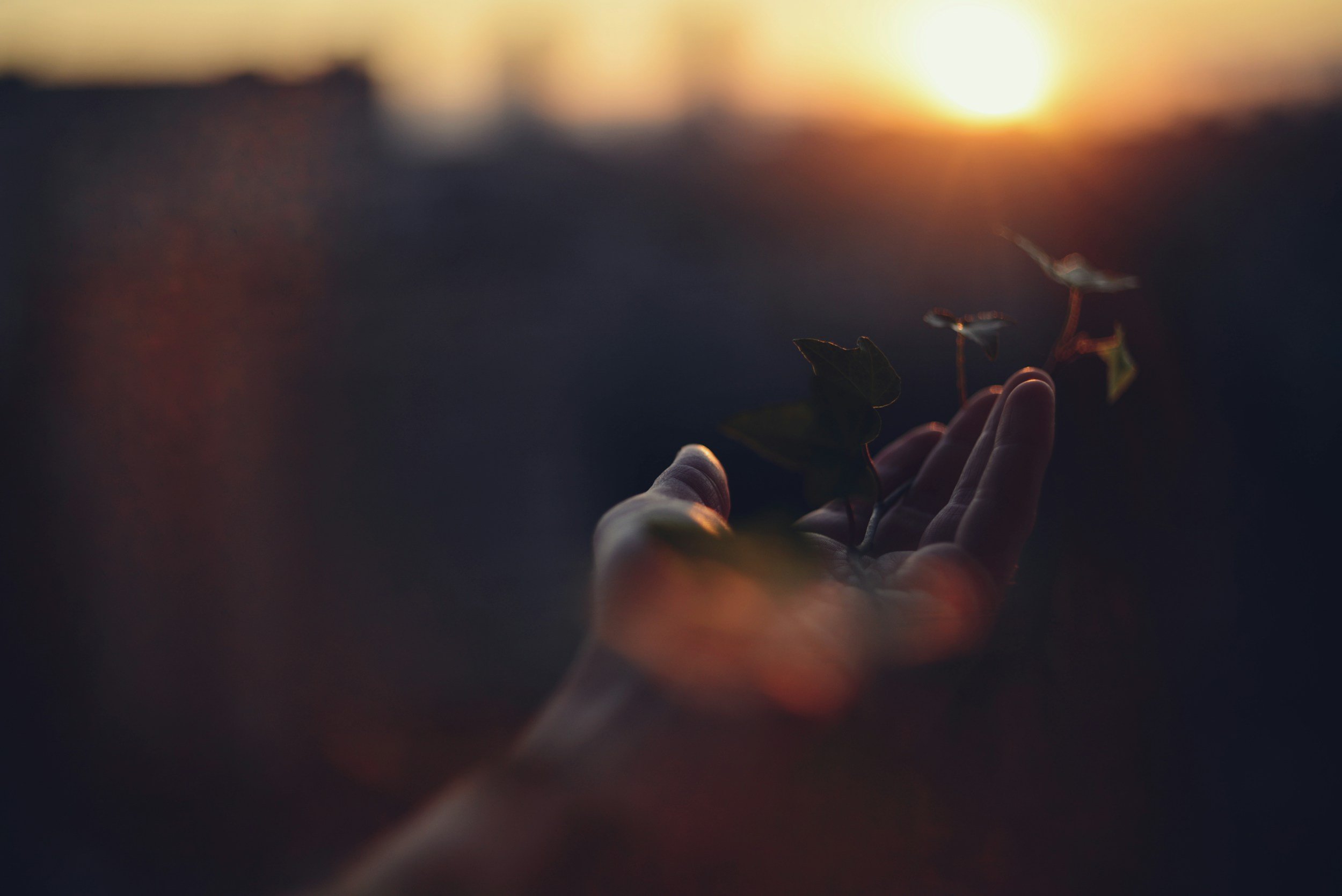hand holding small ivy plant at sunset