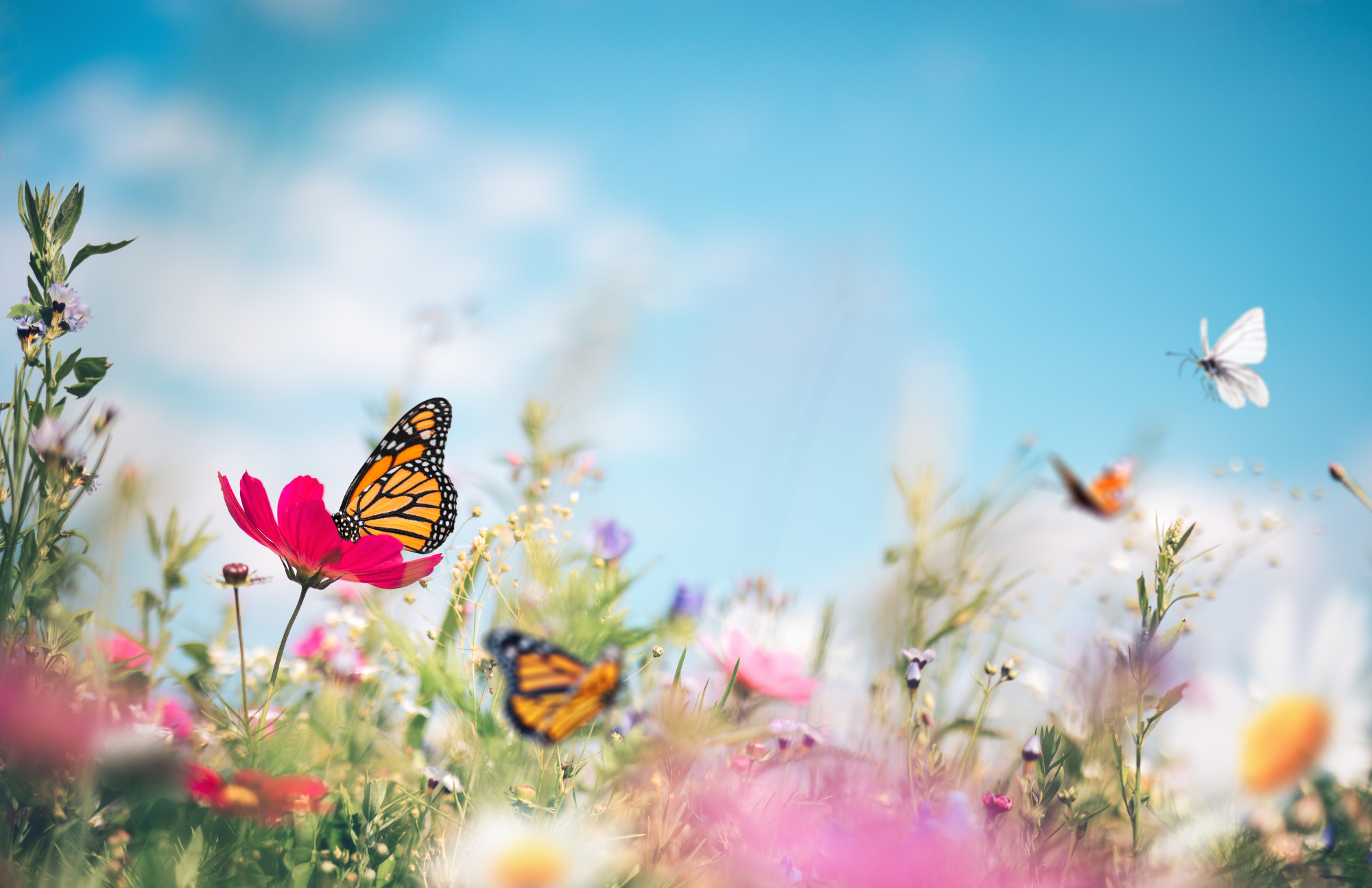 Reclaiming Authenticity: Breaking Free and Facing Codependence Group for Women