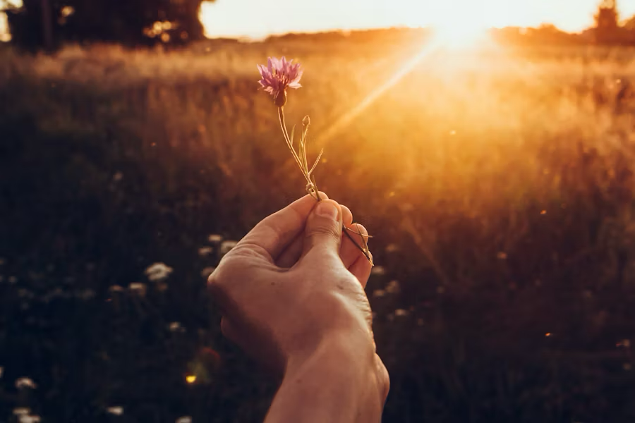 hand holding flower at sunset in meadow
