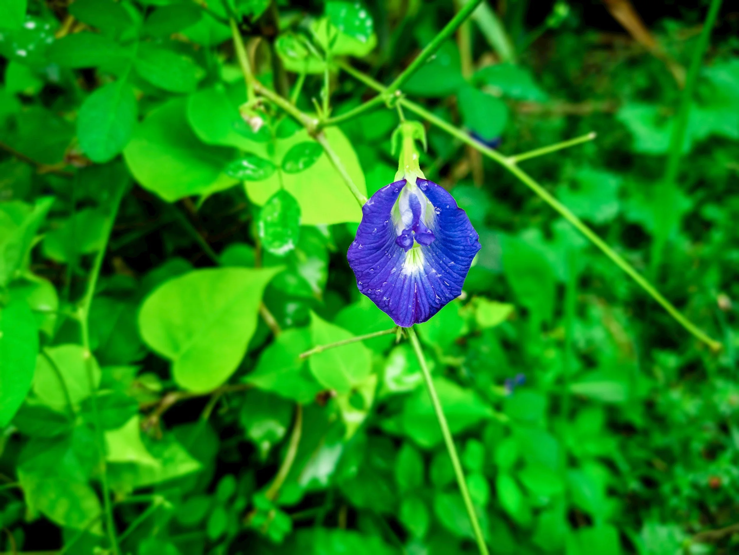 unsplash-image-BZzbhiHquBo.jpg