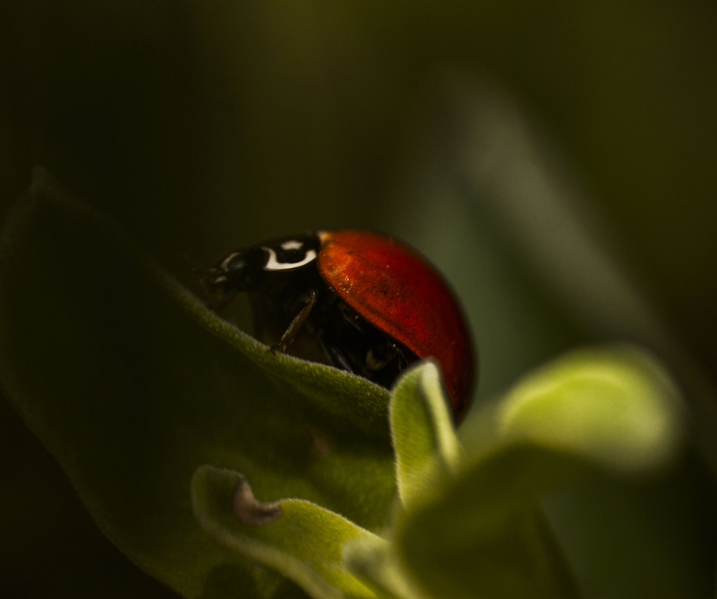 ladybug_port.jpg
