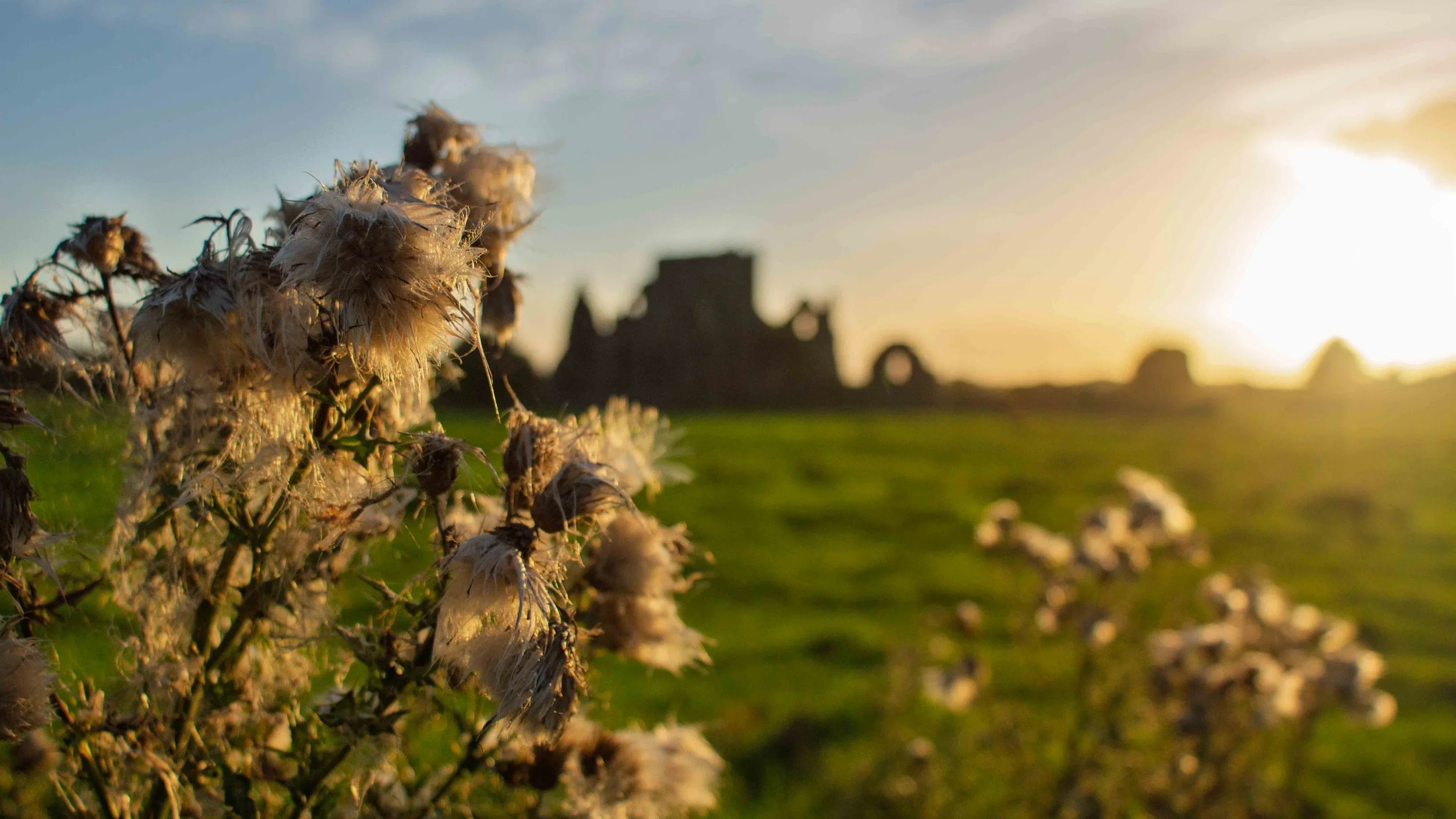 Irish+Thistle+at+Hore+Abbey