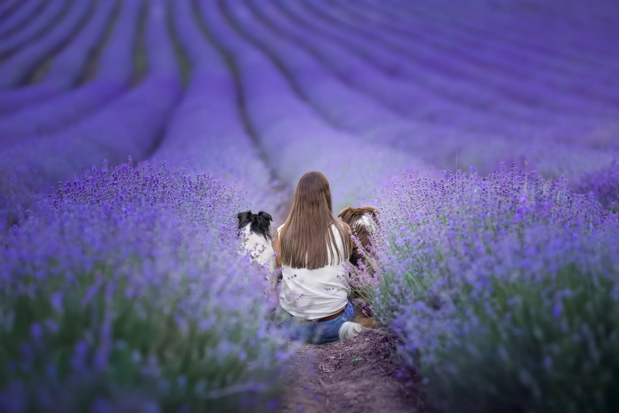 Frau sitzt mit zwei Hunden in einem Lavendelfeld, sichtbare Lavendelreihen im Hintergrund.