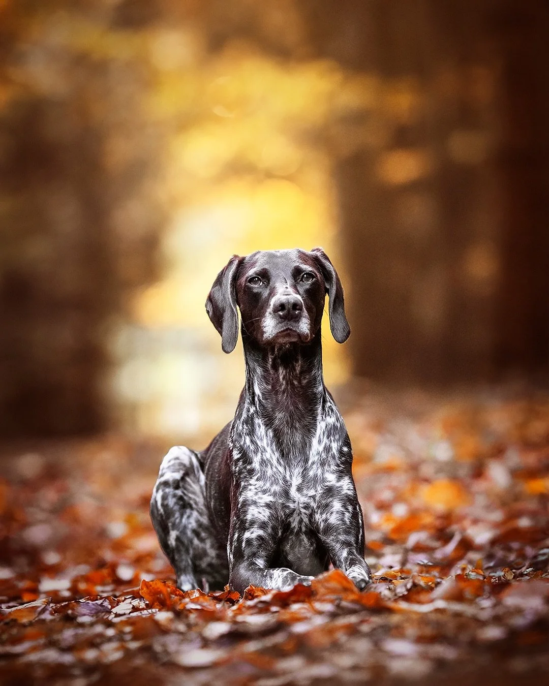 B U N T  O D E R  S E P I A

Bei diesem Bild von Nenya kann ich mich nicht entscheiden, was mir besser gef&auml;llt: herbstbunt oder sepiafarben? Die bunte Variante ist so sch&ouml;n herbstlich, aber die Sepia-Variante ist so ruhig und edel und l&aum