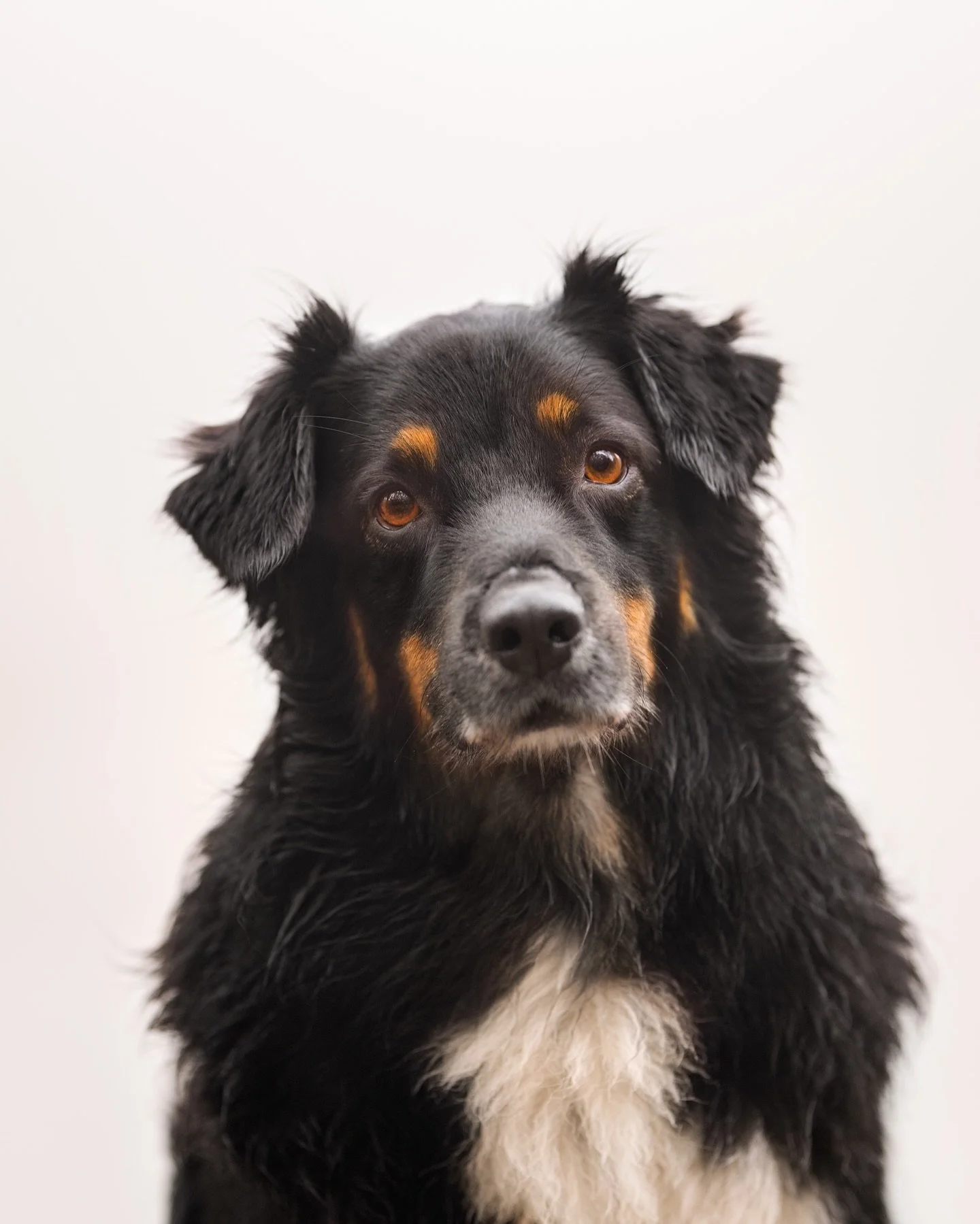K I R A  U N P L U G G E D

Kira und ich haben den Nebel am Weiher genutzt, um ein Portrait zu machen, das sie so zeigt, wie sie ist, mit ihren ersten wei&szlig;en Haaren um die Schnauze und mit ihrer von der damaligen Infektion zerst&ouml;rten Nase.