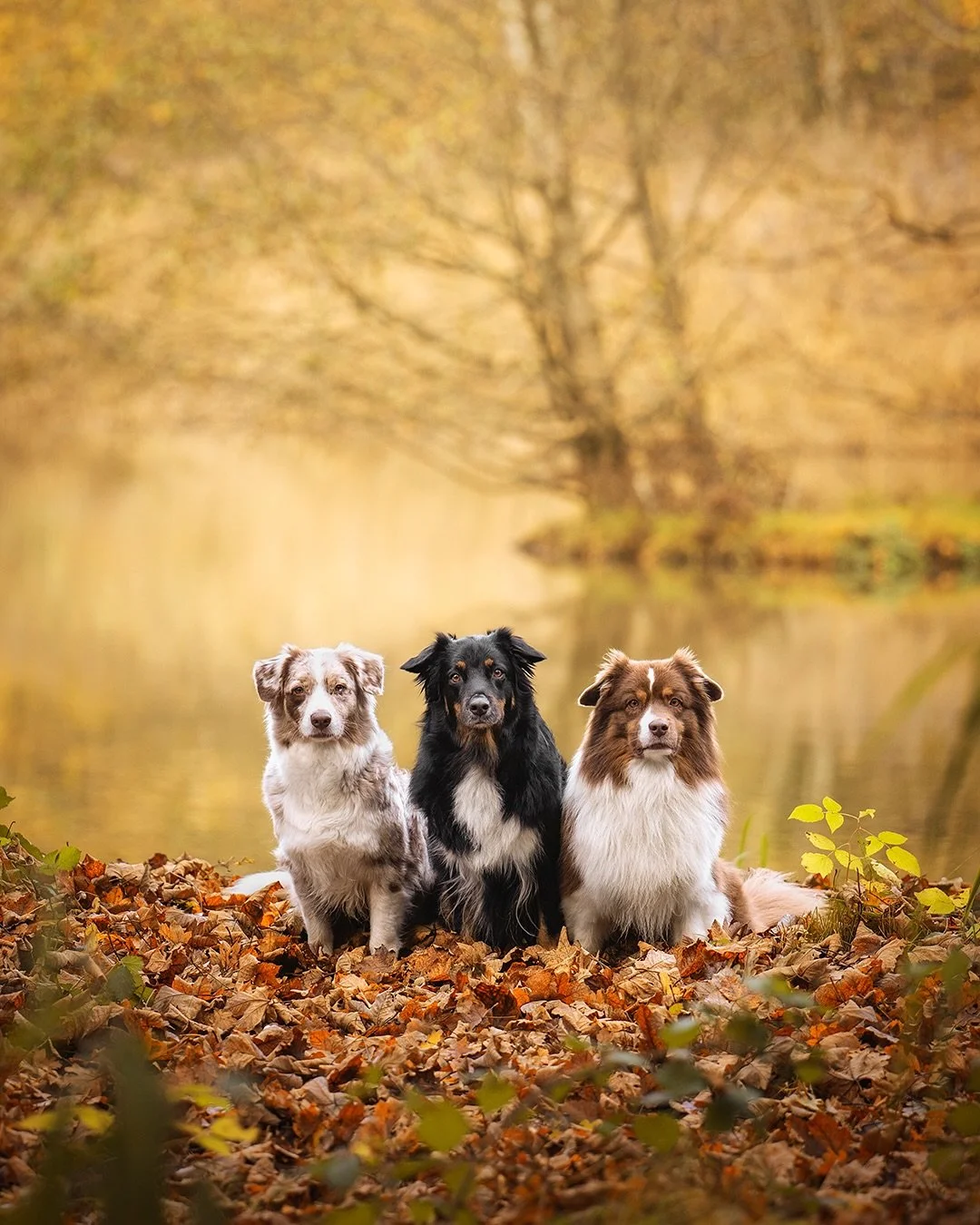Nachdem ich letzten Sonntag endlich mal wieder ein Bild von Yuma gezeigt habe, haben mir ein paar von Euch geschrieben, dass sie Kira vermissen 🥺 Deswegen habe ich auf meinem sch&ouml;nen Herbstspaziergang mal wieder ein Rudelfoto gemacht, und hier 