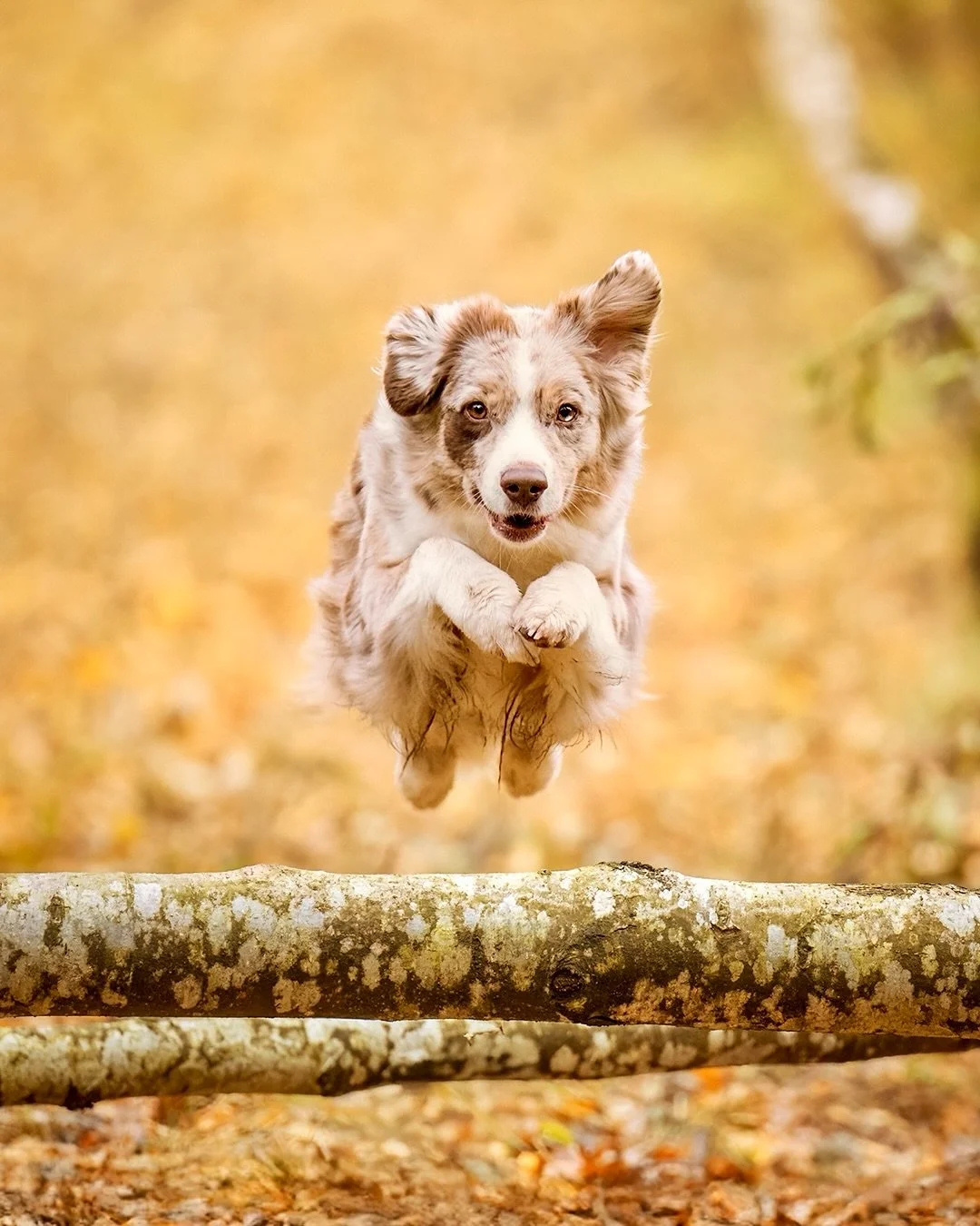 Gestern haben die Hunde und ich einen richtig sch&ouml;nen Herbstspaziergang gemacht, das Wetter war kalt, aber sch&ouml;n und die Erinnerungen an den goldenen Oktober hingen noch in der Luft. Ich bin immer noch nicht wieder ganz gesund, umso dankbar
