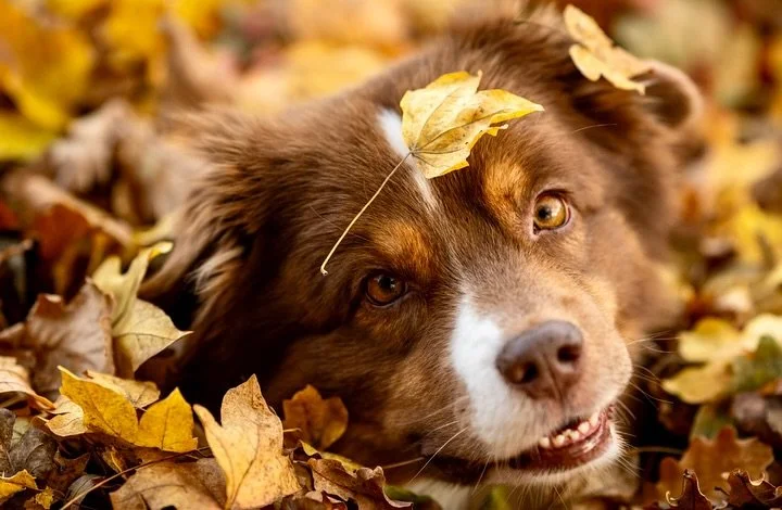Laubhaufen sind Yumas absolute Lieblingspl&auml;tze 😂 Er liebt es, sich hineinzust&uuml;rzen, sich zu vergraben, sich darin zu w&auml;lzen. Und wenn Frauchen dann noch den Ball oder Leckerli hineinwirft, dann gibt es kein Halten mehr, und er fetzt d