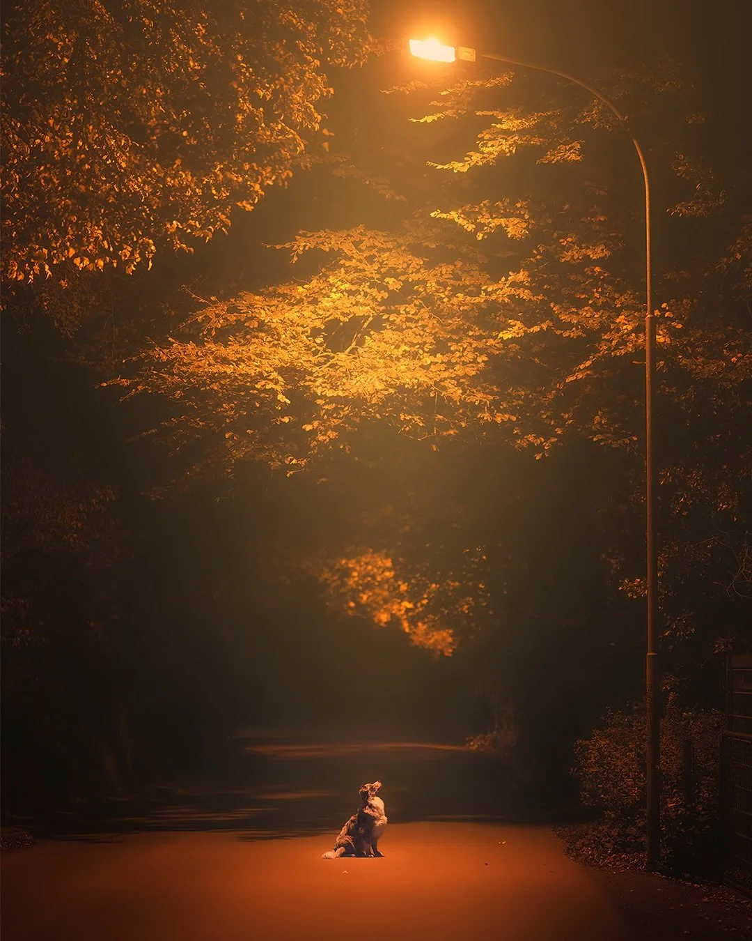 M O M E N T  O F  E T E R N I T Y

Oder bl&ouml;de Zeitumstellung! 

Es war einer dieser stillen Herbstabende, an denen die Luft nach Abschied riecht und die Welt f&uuml;r einen Moment inneh&auml;lt. Evy sa&szlig; mitten auf der Stra&szlig;e, im gold