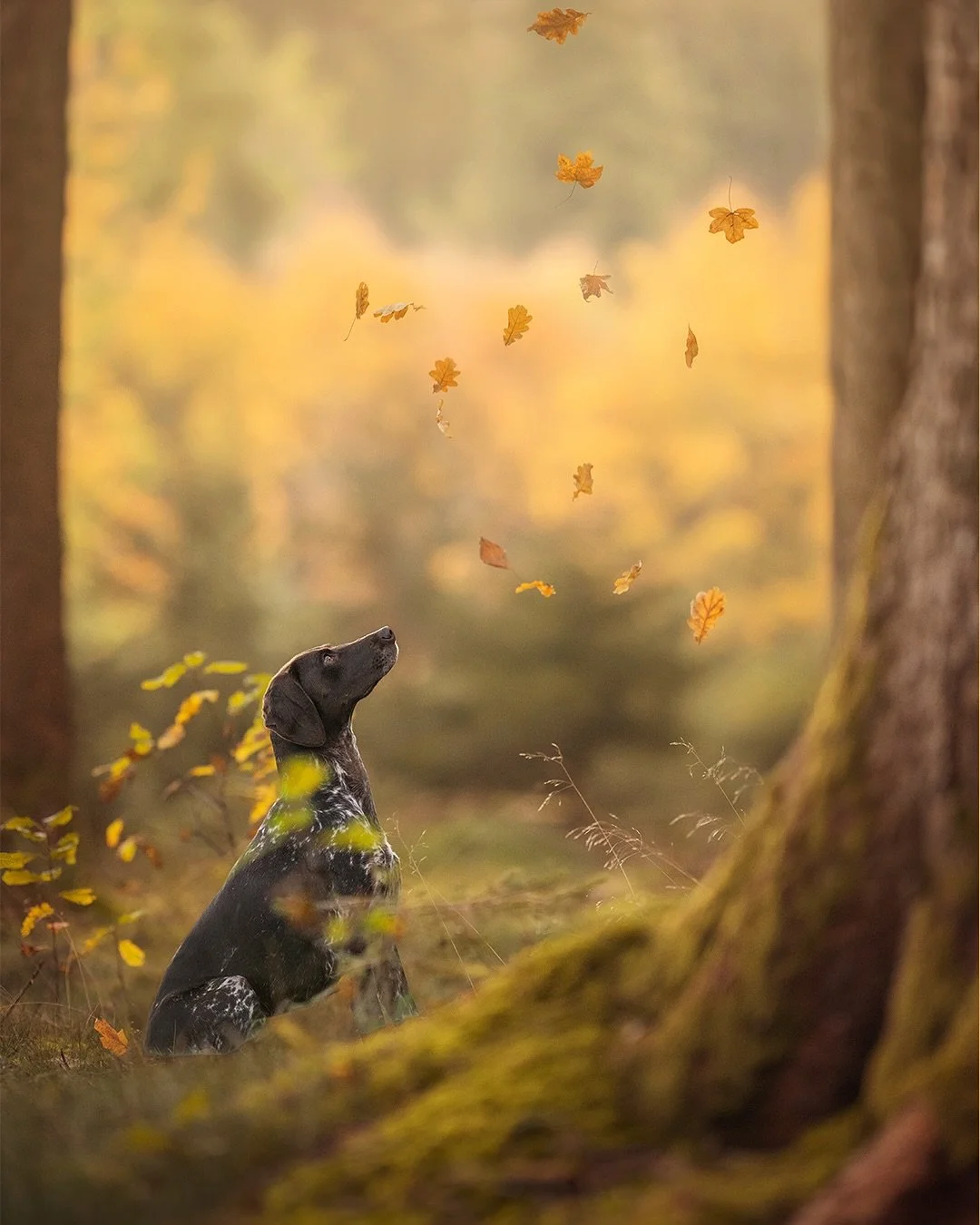 F E E D B A C K

Genau ein Jahr ist das Shooting mit Sina und ihrer s&uuml;&szlig;en Nenya heute her. Wir haben einen wundersch&ouml;nen Herbstwaldspaziergang gemacht und immer wieder angehalten, um Bilder zu machen. Sina hat mir sp&auml;ter so ein l