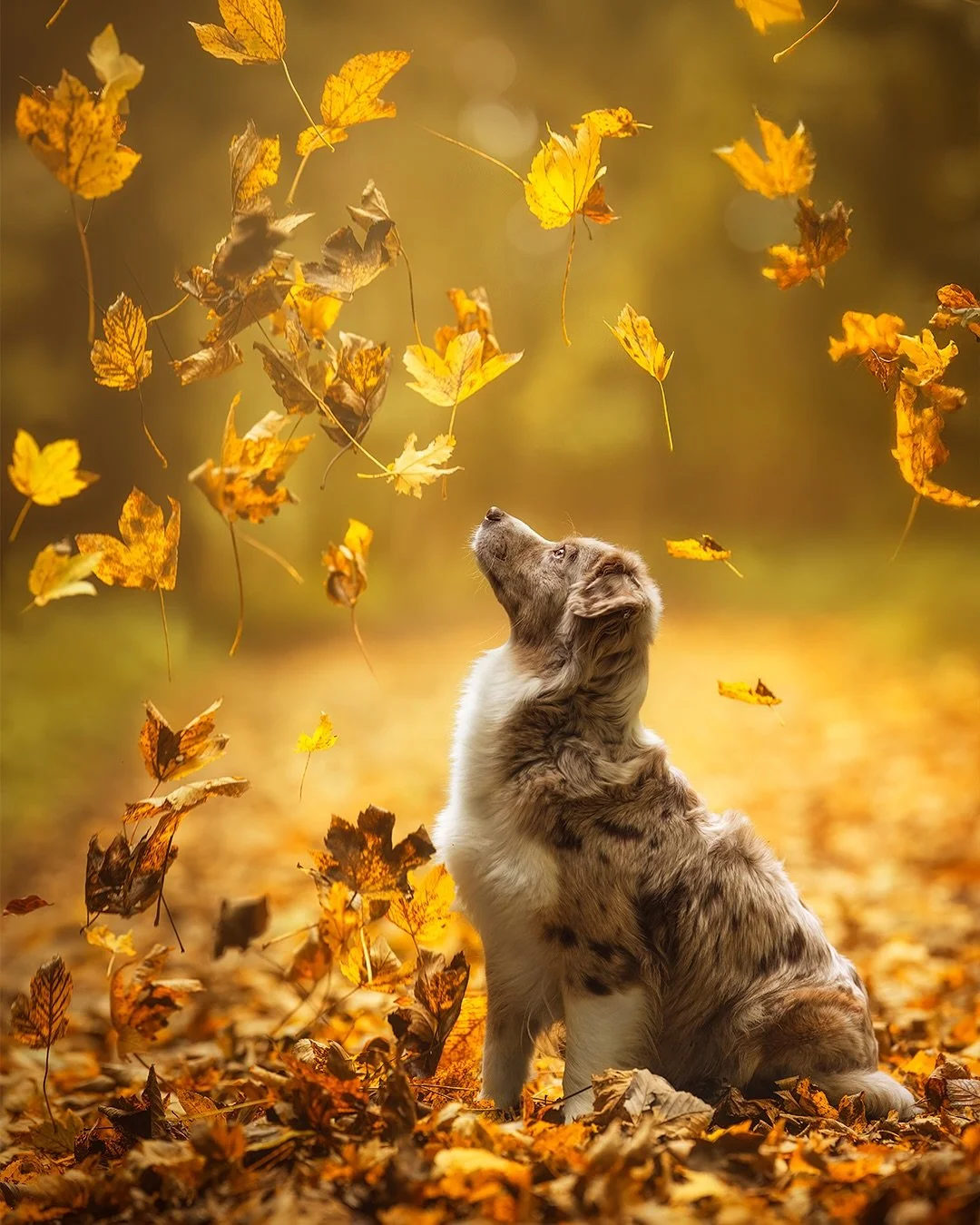 H E R B S T B I L D 🍁🍂

Das ist mein diesj&auml;hriges Herbstbl&auml;tterbild. Ja, der Herbst ist wirklich eine besondere Jahreszeit. Ich kann mich nicht sattsehen an der Farbenpracht. Und manchmal &uuml;berkommt mich so eine Sentimentalit&auml;t, 