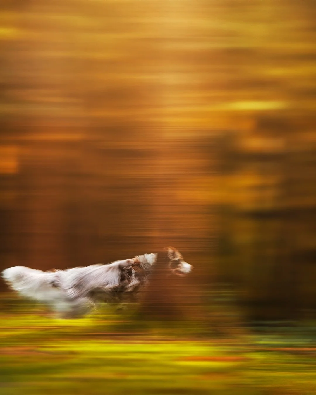 T W I L I G H T

So schnell wie die Vampire in Twilight ist Evy auch, jedenfalls, wenn ihr Ball im Spiel ist 🤣 Bei diesem Bild hatte ich Hilfe von Herrli, der den Ball geworfen hat, so dass ich Evy in der Bewegung quer zu mir einfangen und die Gesch