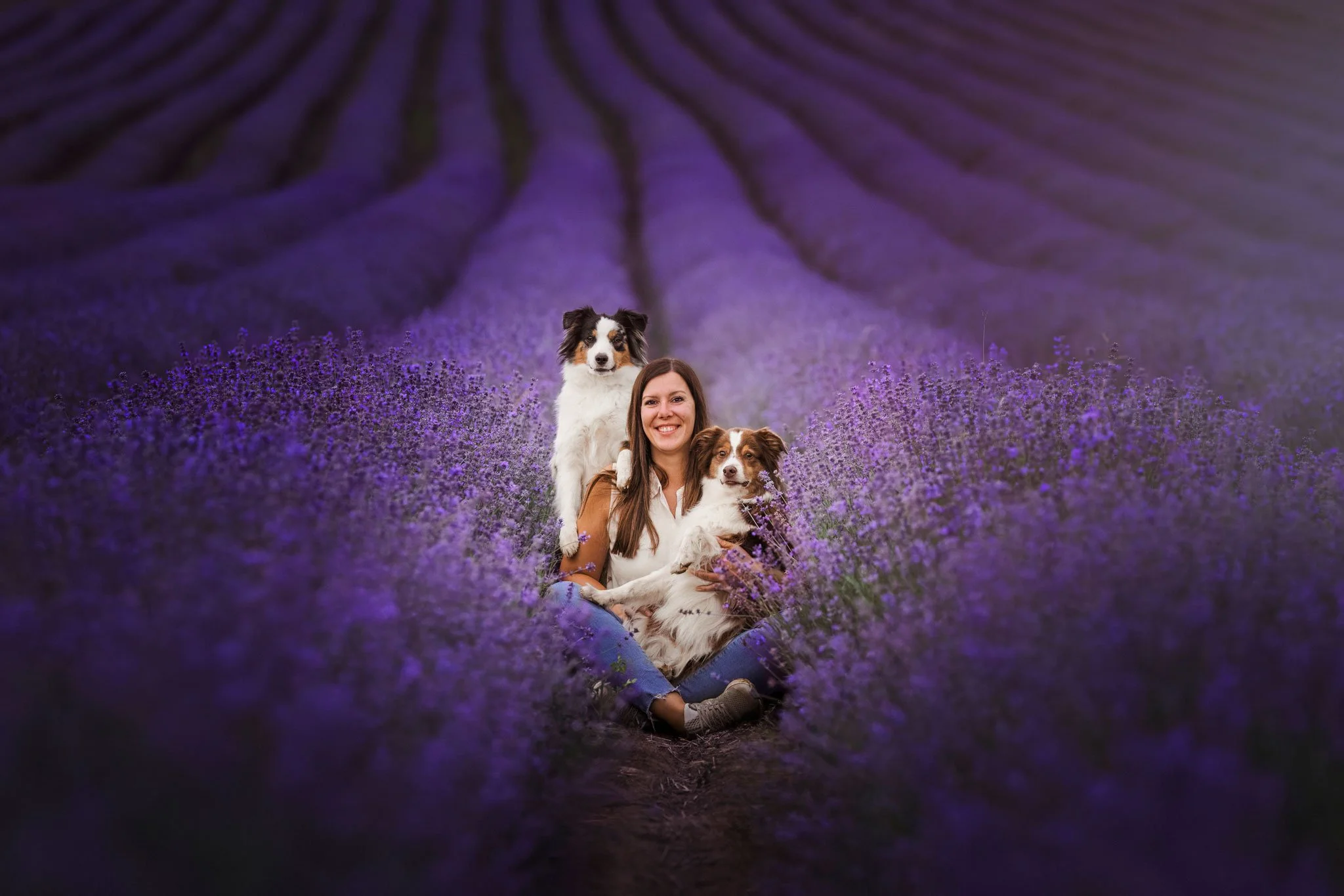 Eine Frau sitzt in einem Lavendelfeld mit zwei Border Collies, umgeben von lila blühenden Lavendelpflanzen, im Hintergrund Lavendelstauden.