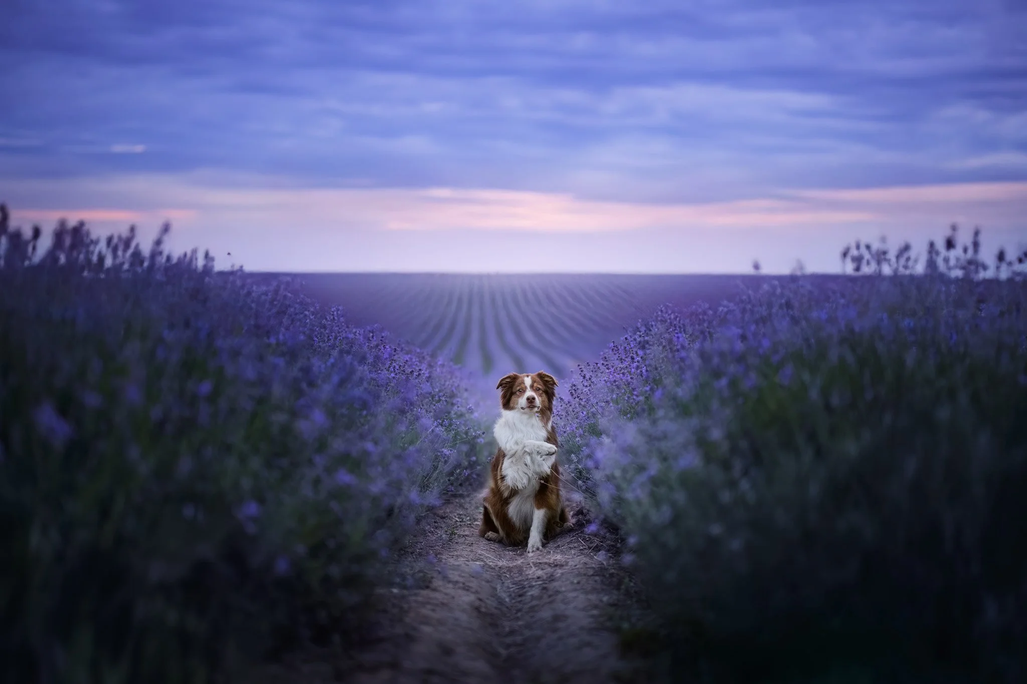 Ein Hund sitzt auf einem Weg inmitten eines Lavendelfeldes bei Dämmerung, mit violetten Blüten auf beiden Seiten und einem bewölkten Himmel im Hintergrund.