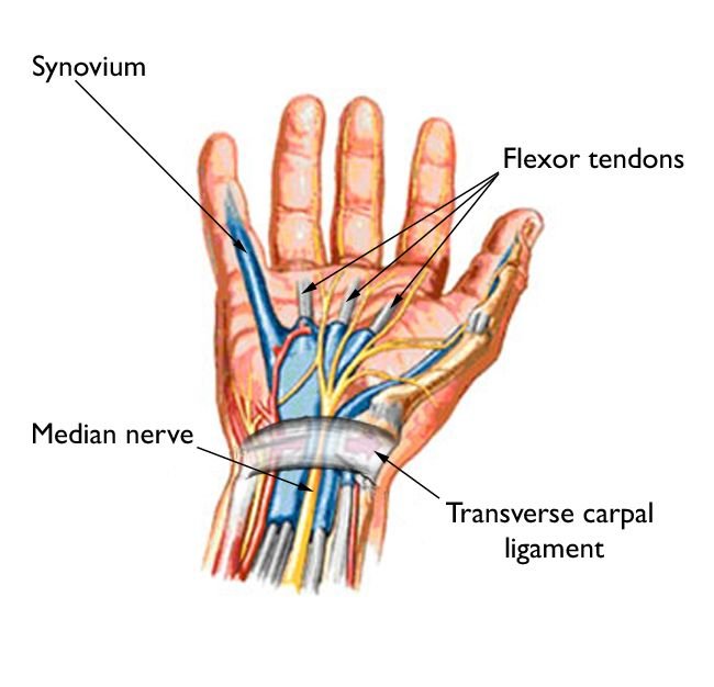 carpal tunnel anatomy