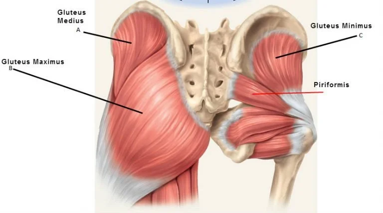 Gluteus Medius, gluteus maximus, piriformis and gluteus minimus.