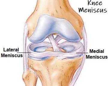 Right knee joint showing menisci