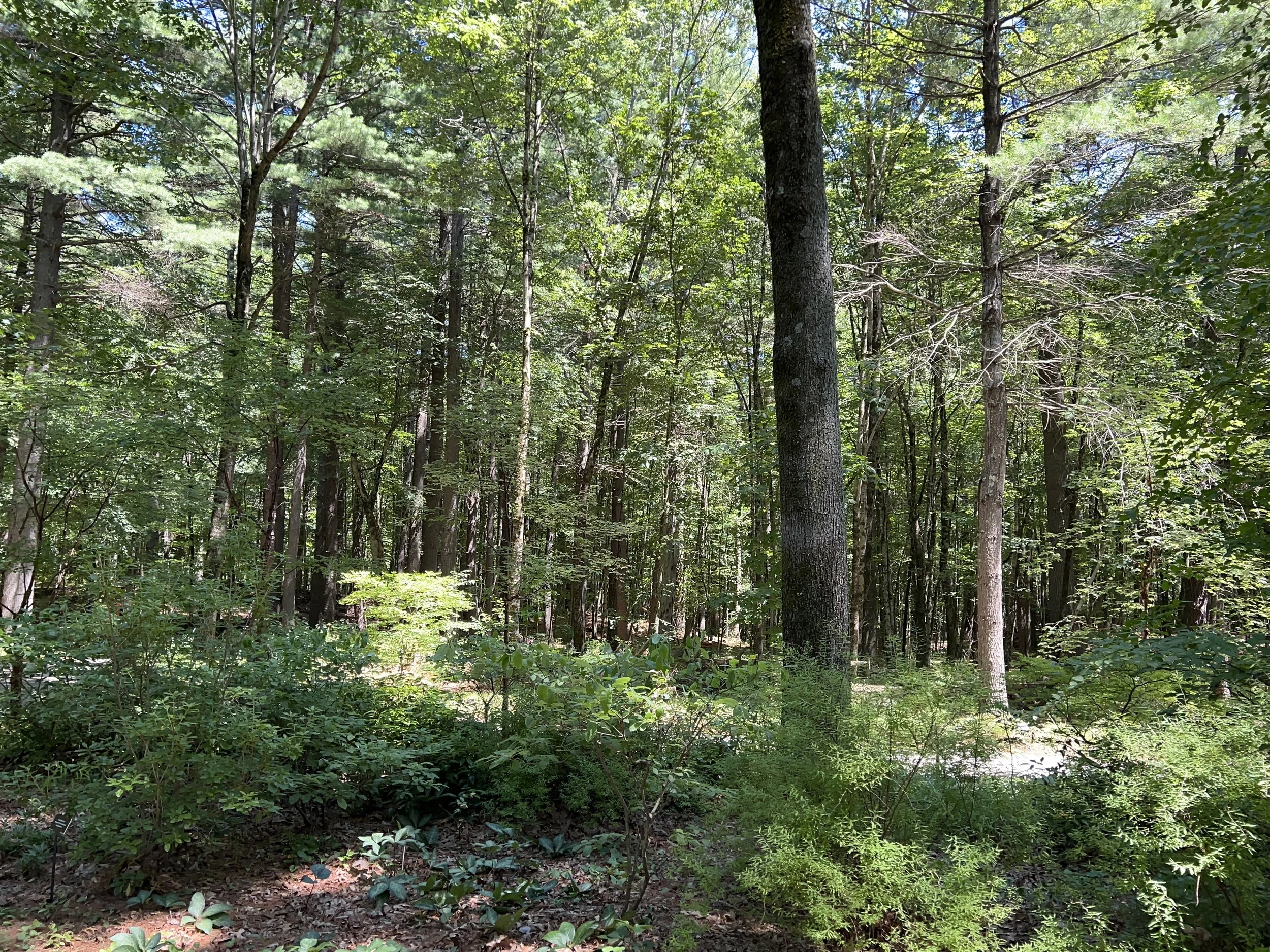 Forest Bathing