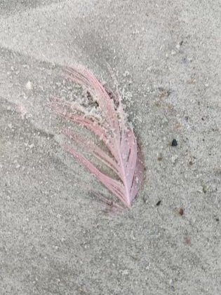 pink+feather+123_1.jpg