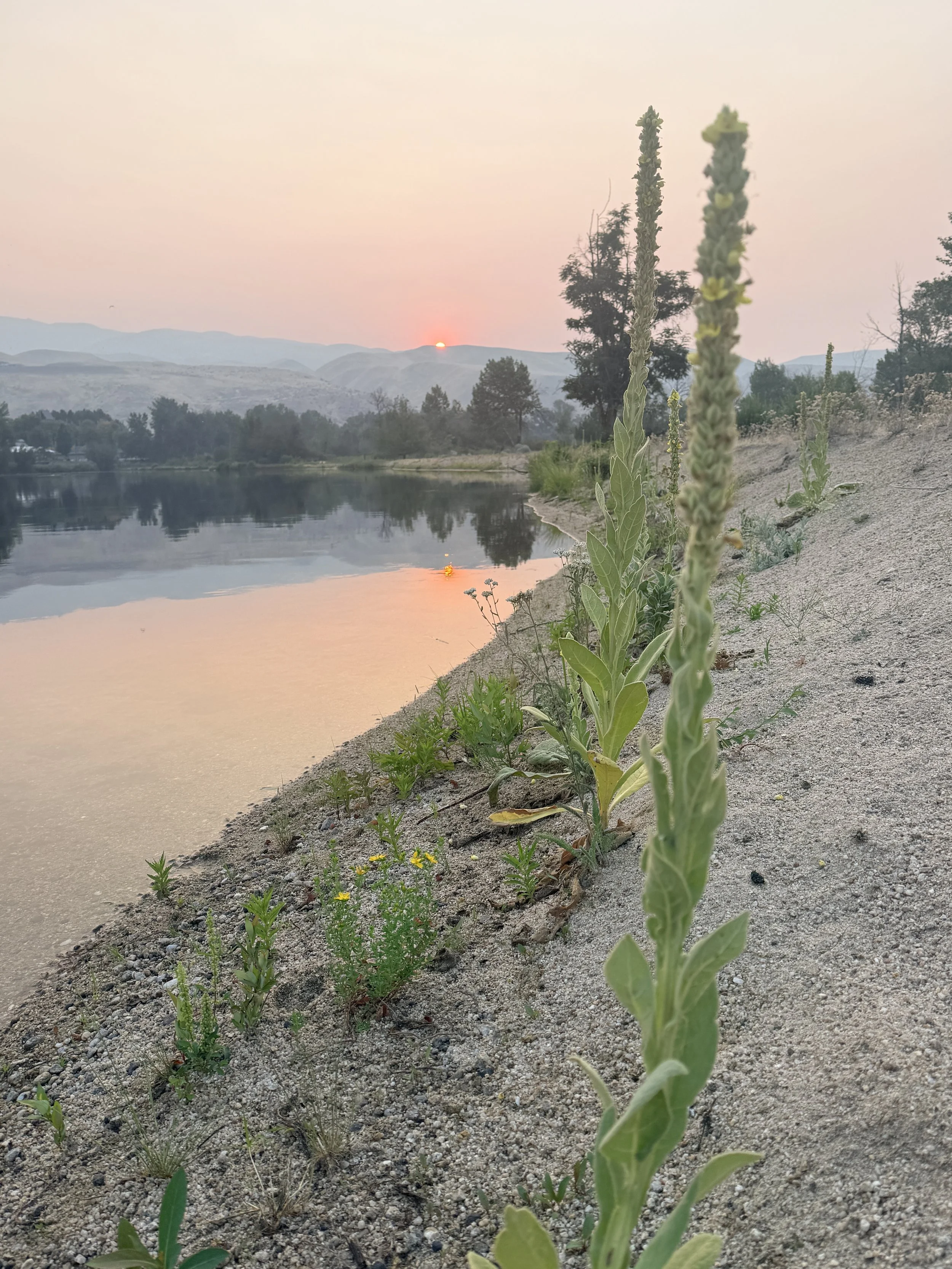 mullein helps with lungs during smoke season