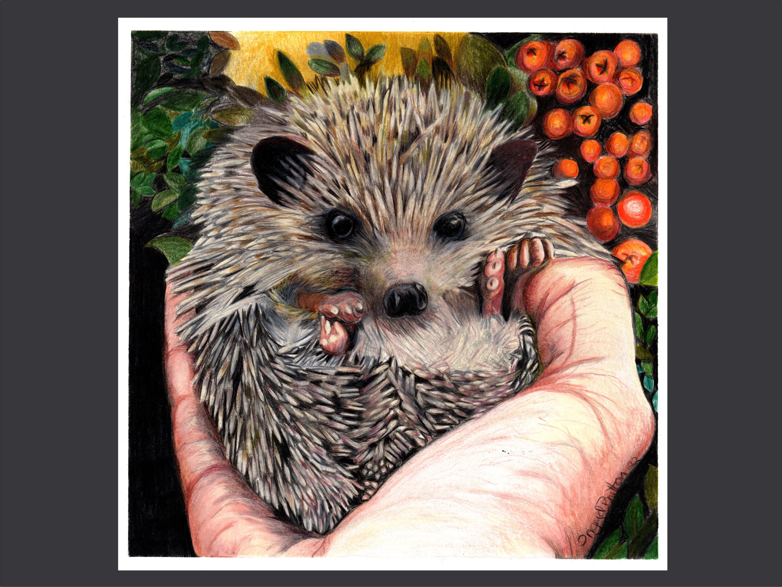 Hedgehog in Hand Promo.jpg