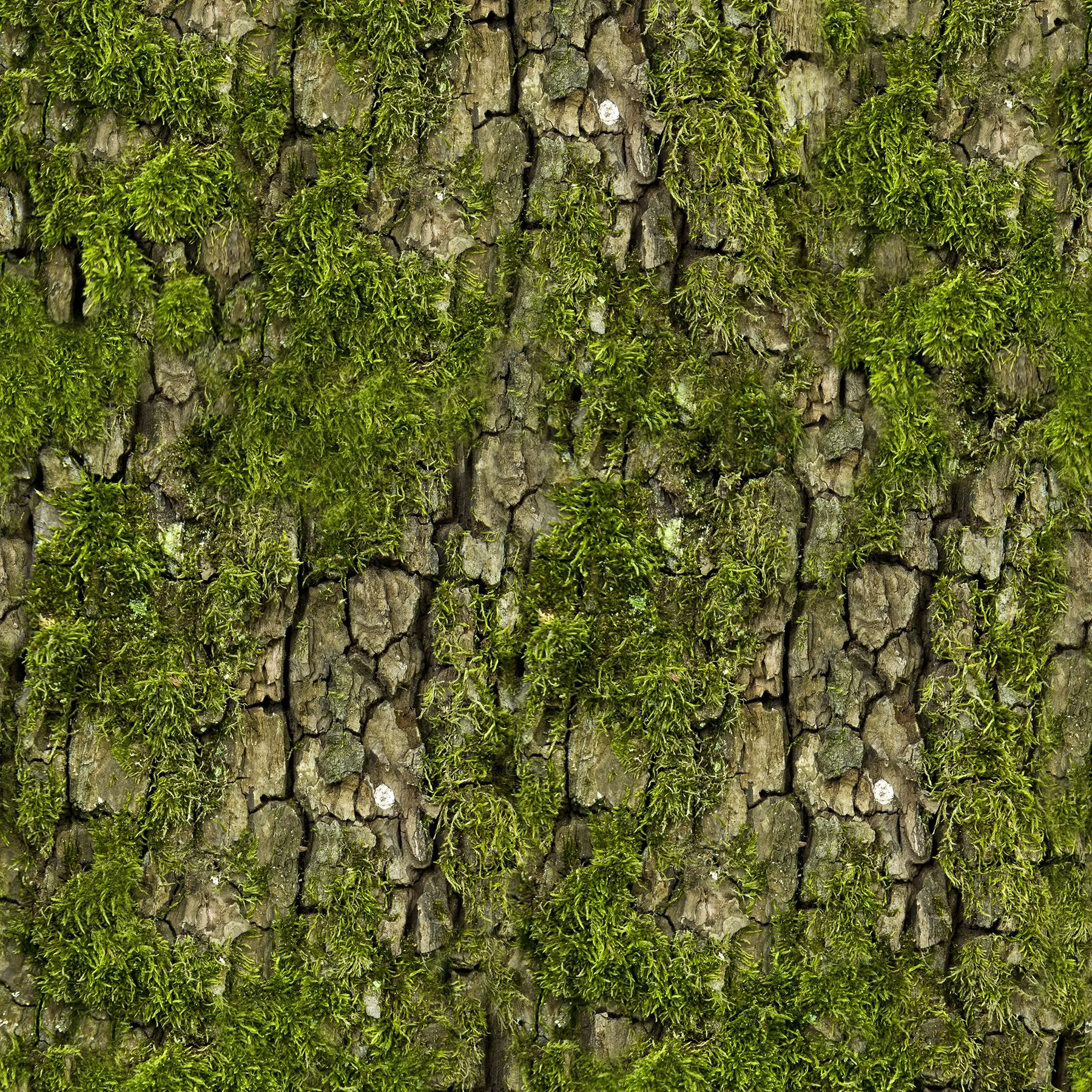 Mossy bark bigger offset small.jpg