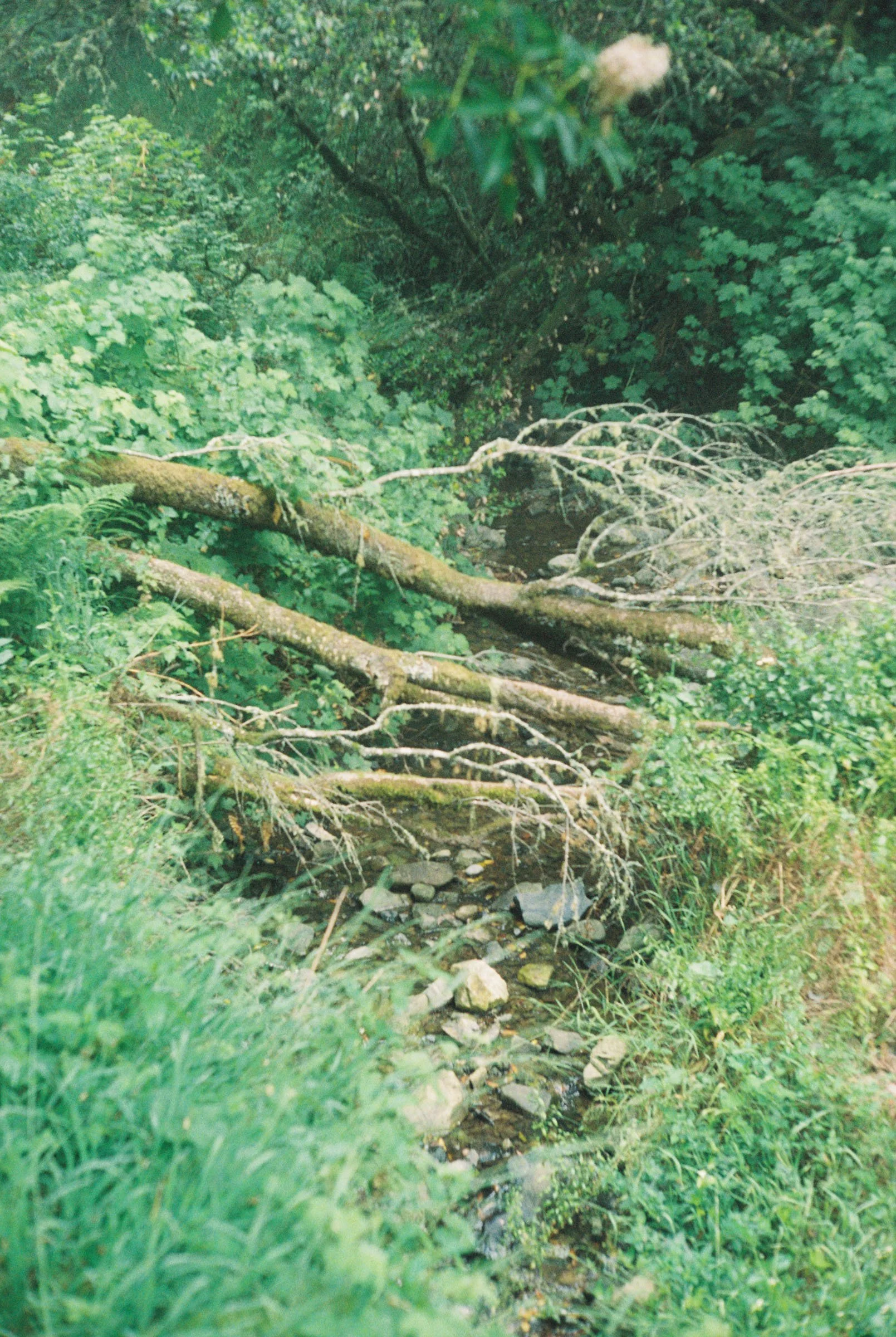 korygariel004038-R1-008.jpg