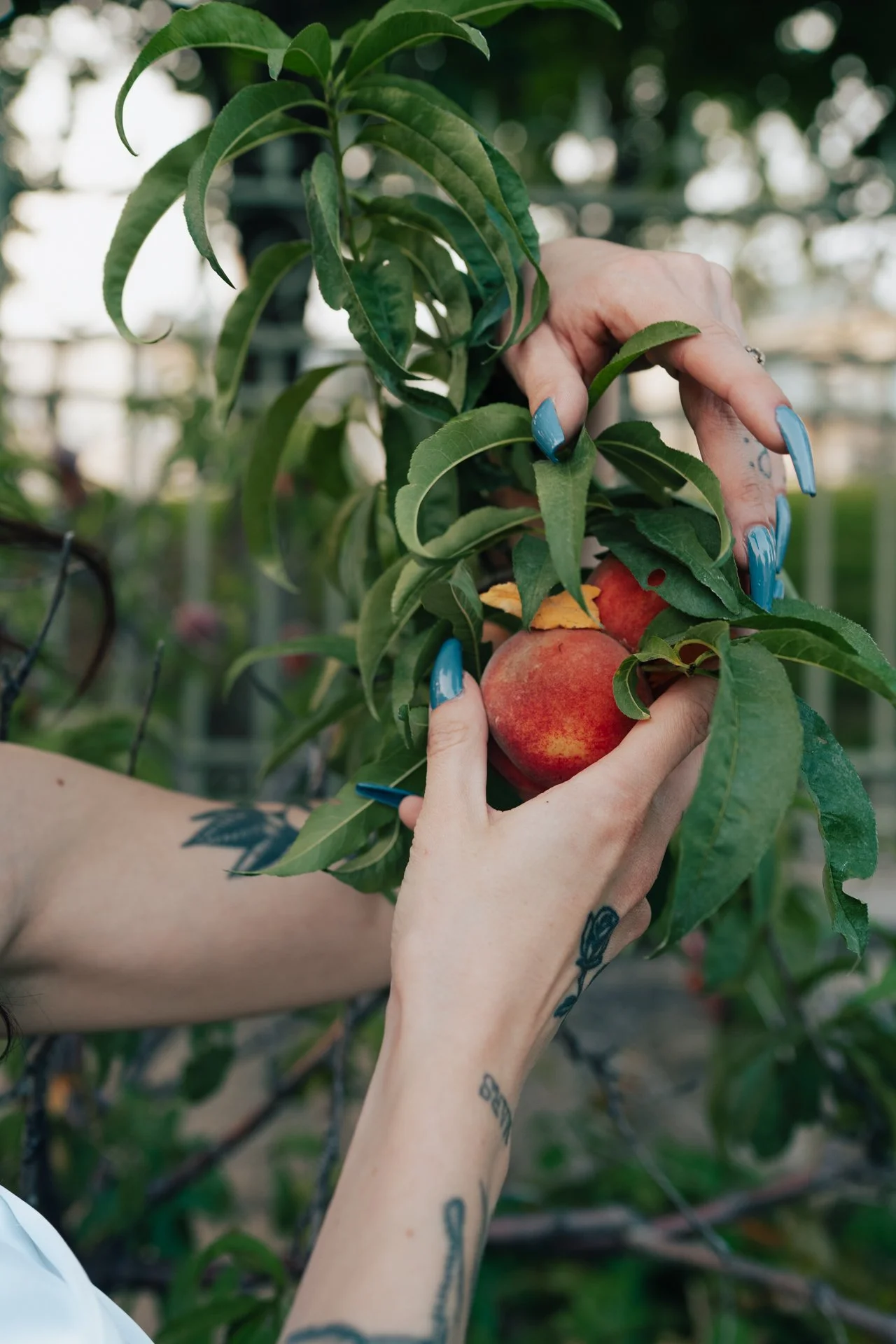 A woman gently holds a peach growing on a branch - photographed by Poise and Ivy Imagery
