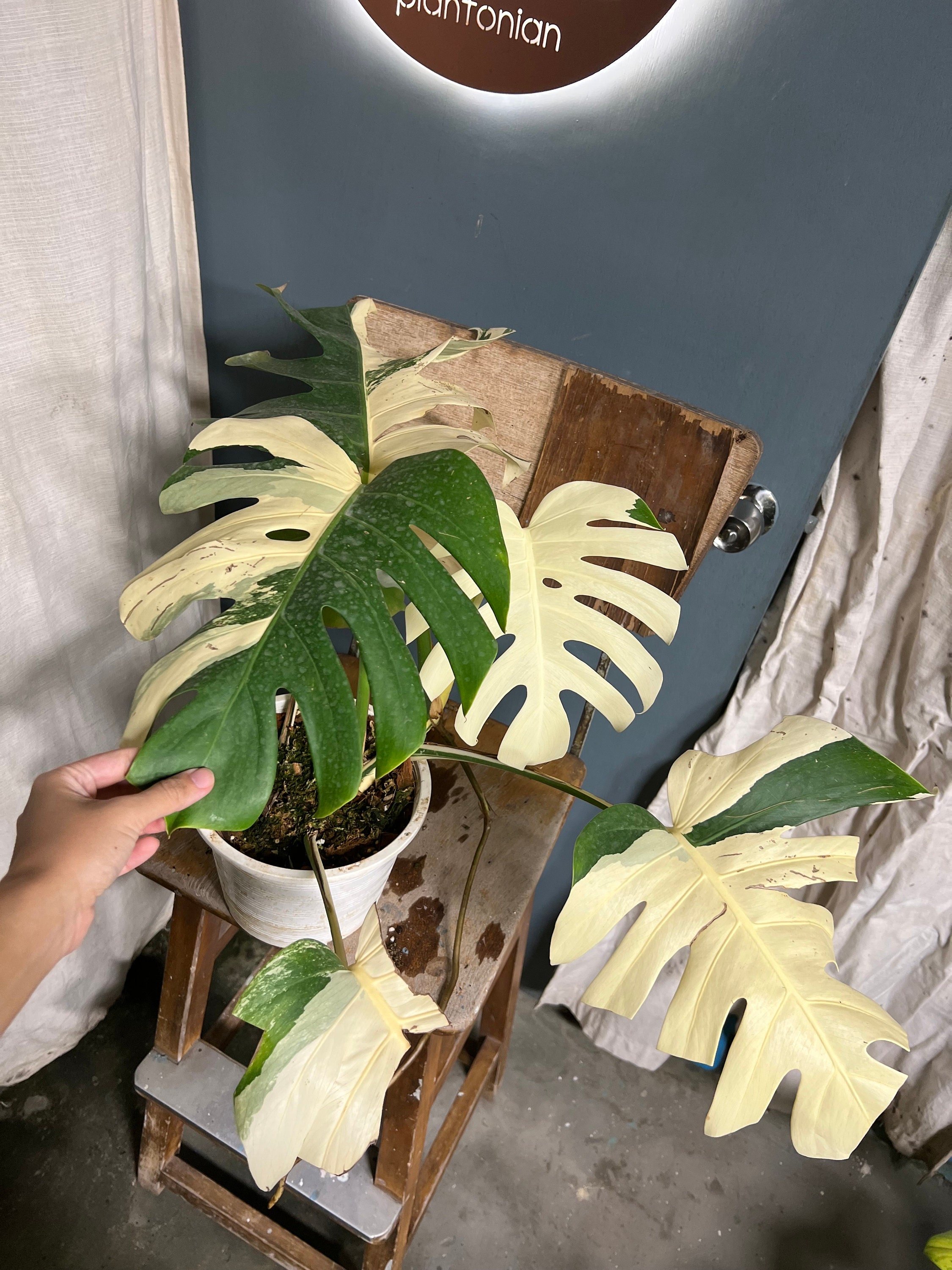 https://i.etsystatic.com/25413435/r/il/0a6e76/4507441601/il_fullxfull.4507441601_ddbp.jpg