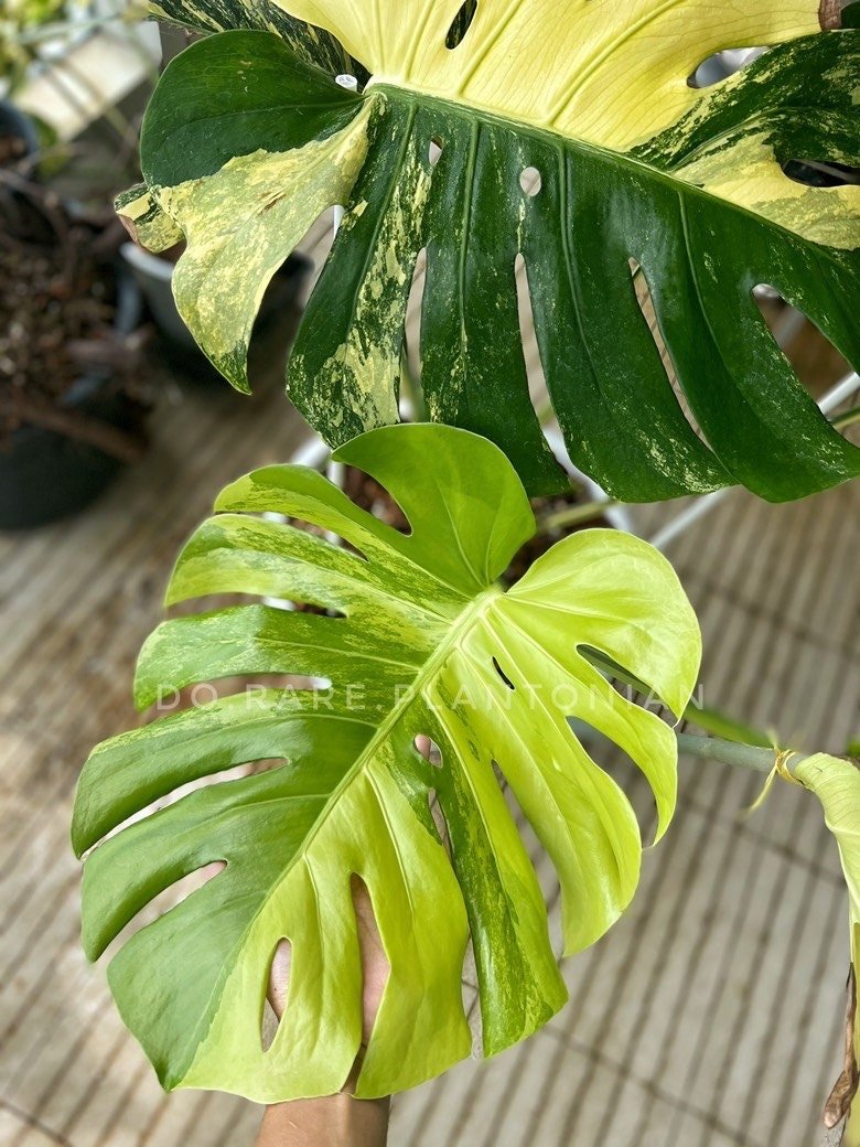 Monstera Deliciosa yellow Marilyn❤︎発根管理済み 思いがけなかっ 