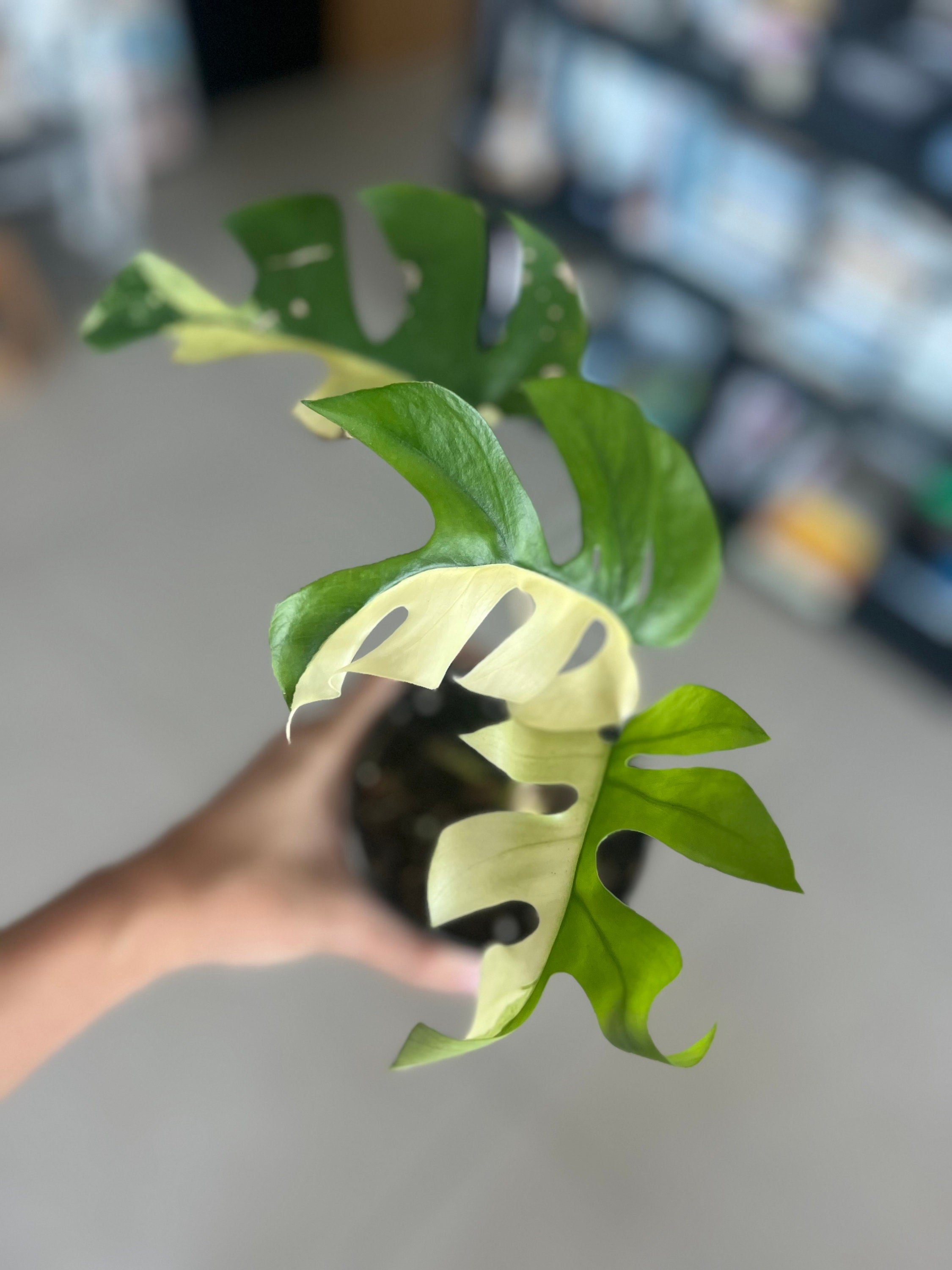 https://i.etsystatic.com/25413435/r/il/fd0673/4606265182/il_fullxfull.4606265182_jotf.jpg