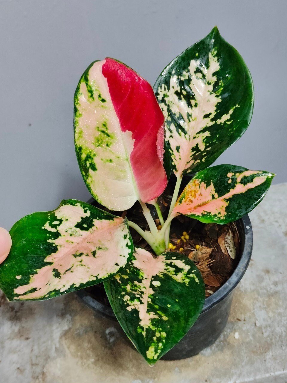 https://i.etsystatic.com/25413435/r/il/de2431/4581304991/il_fullxfull.4581304991_7sk6.jpg
