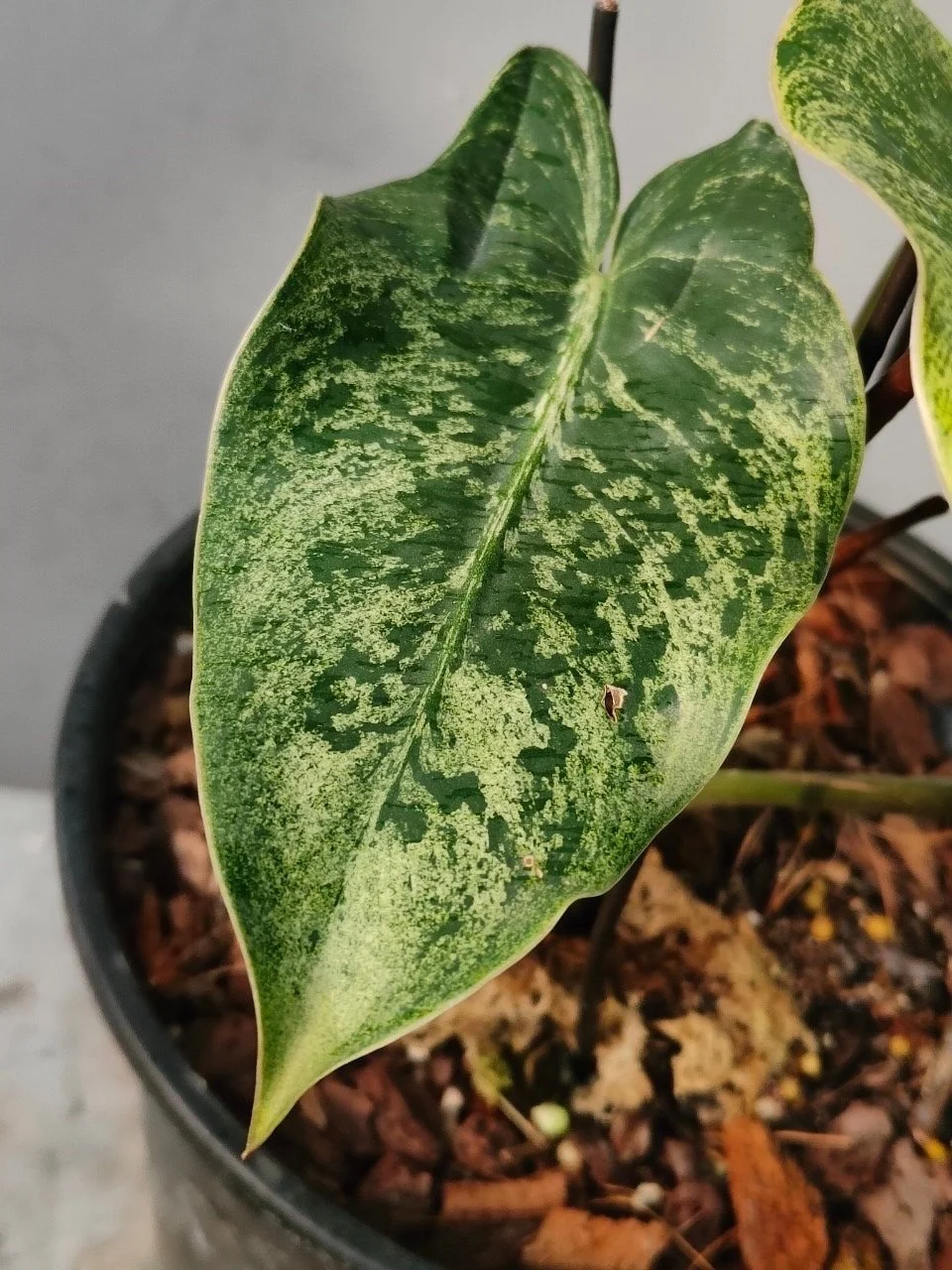 Philodendron 細かい ilsemanii ☆フィロデンドロン・イルセマニー☆